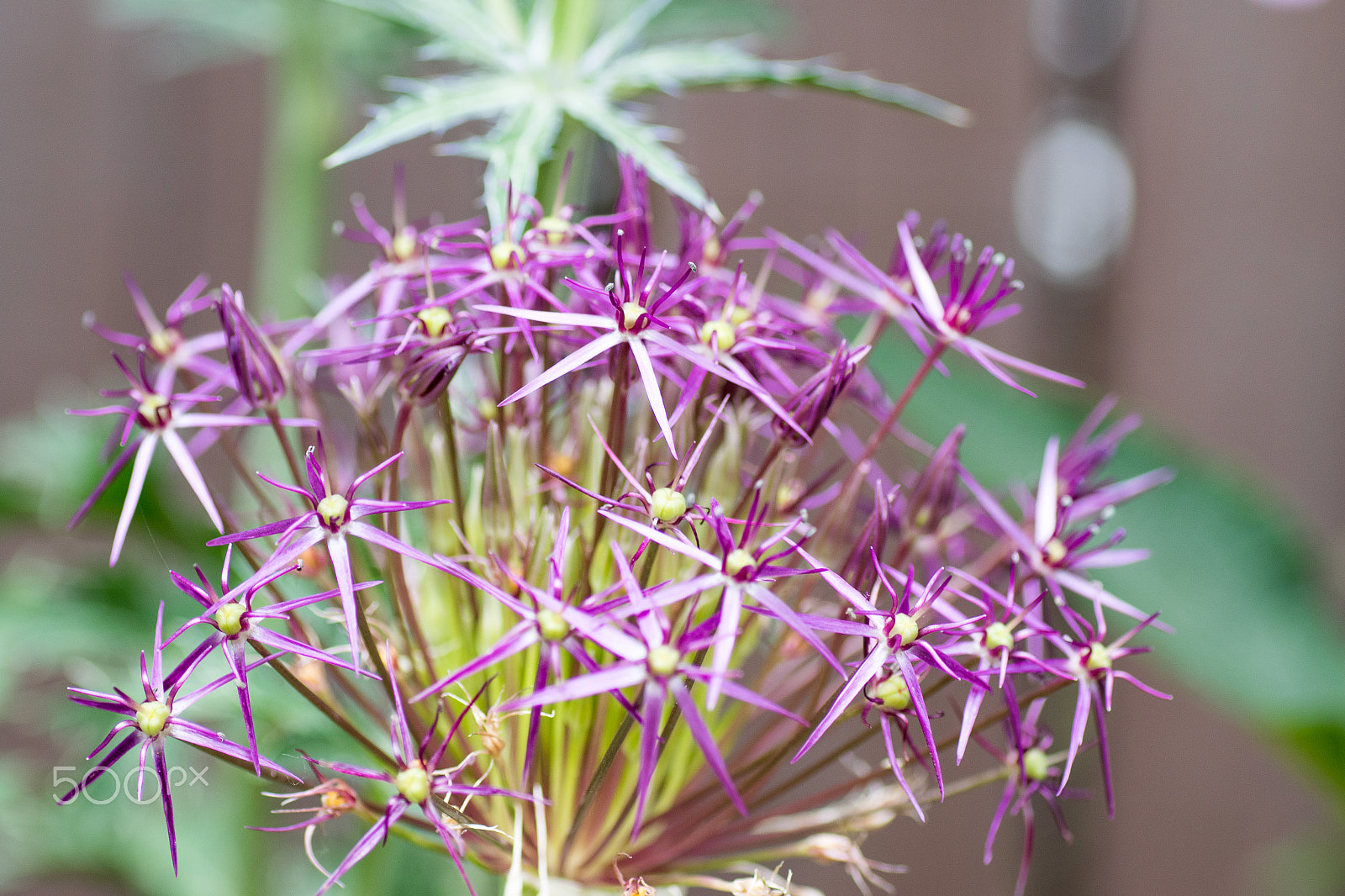 Canon EOS 7D Mark II + Tamron SP AF 90mm F2.8 Di Macro sample photo. Allium photography
