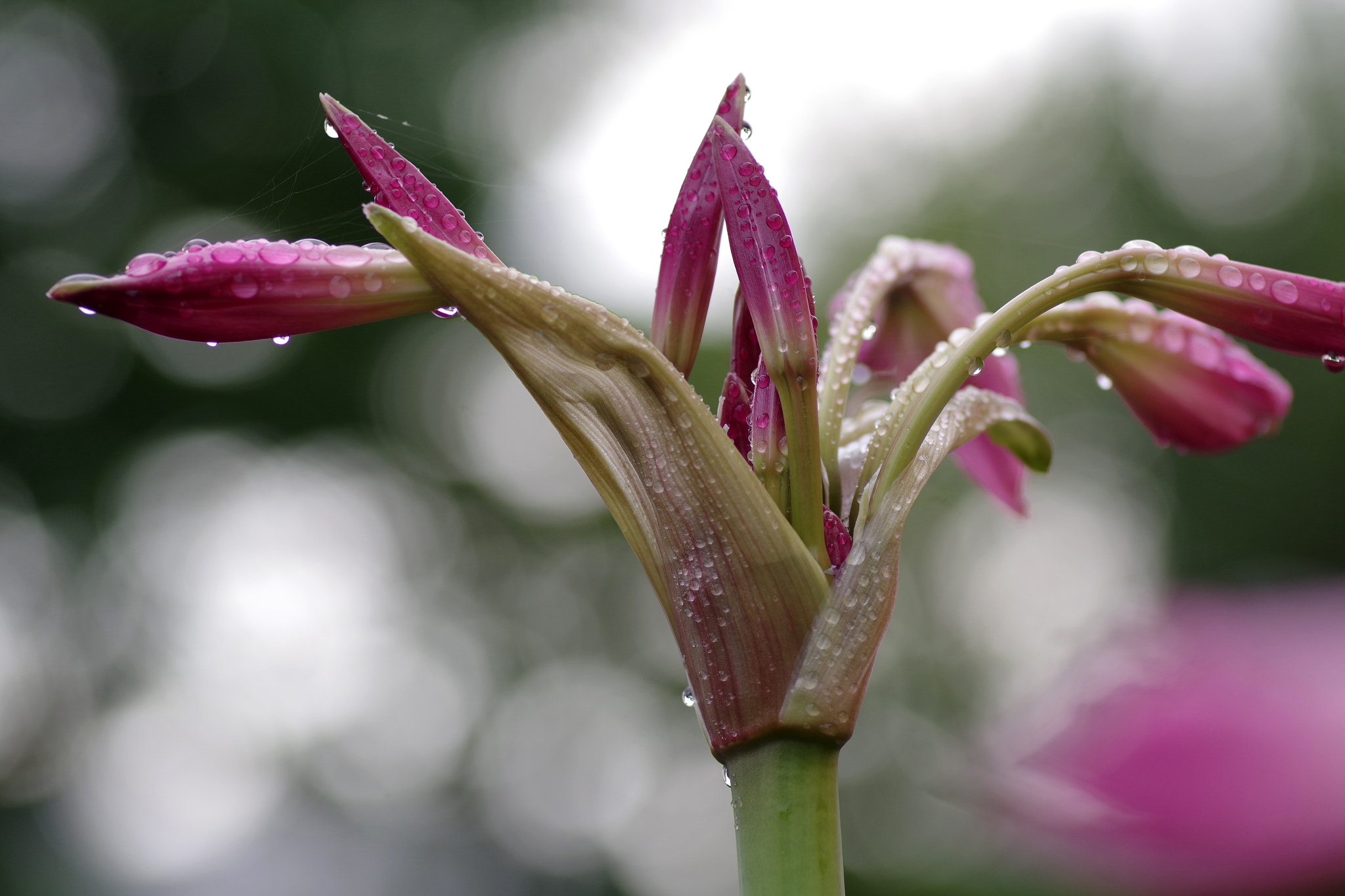 Pentax smc D-FA 100mm F2.8 Macro WR sample photo. Crinum bulbispermum (アフリカハマユウ) photography