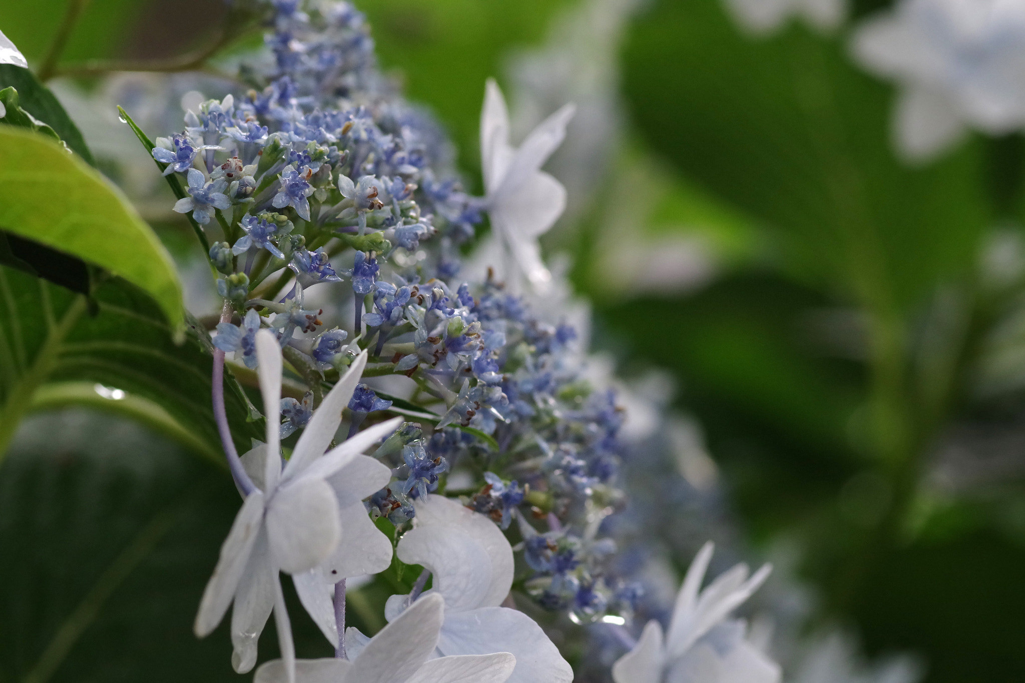 Pentax smc D-FA 100mm F2.8 Macro WR sample photo. Hydrangea (アジサイ) photography