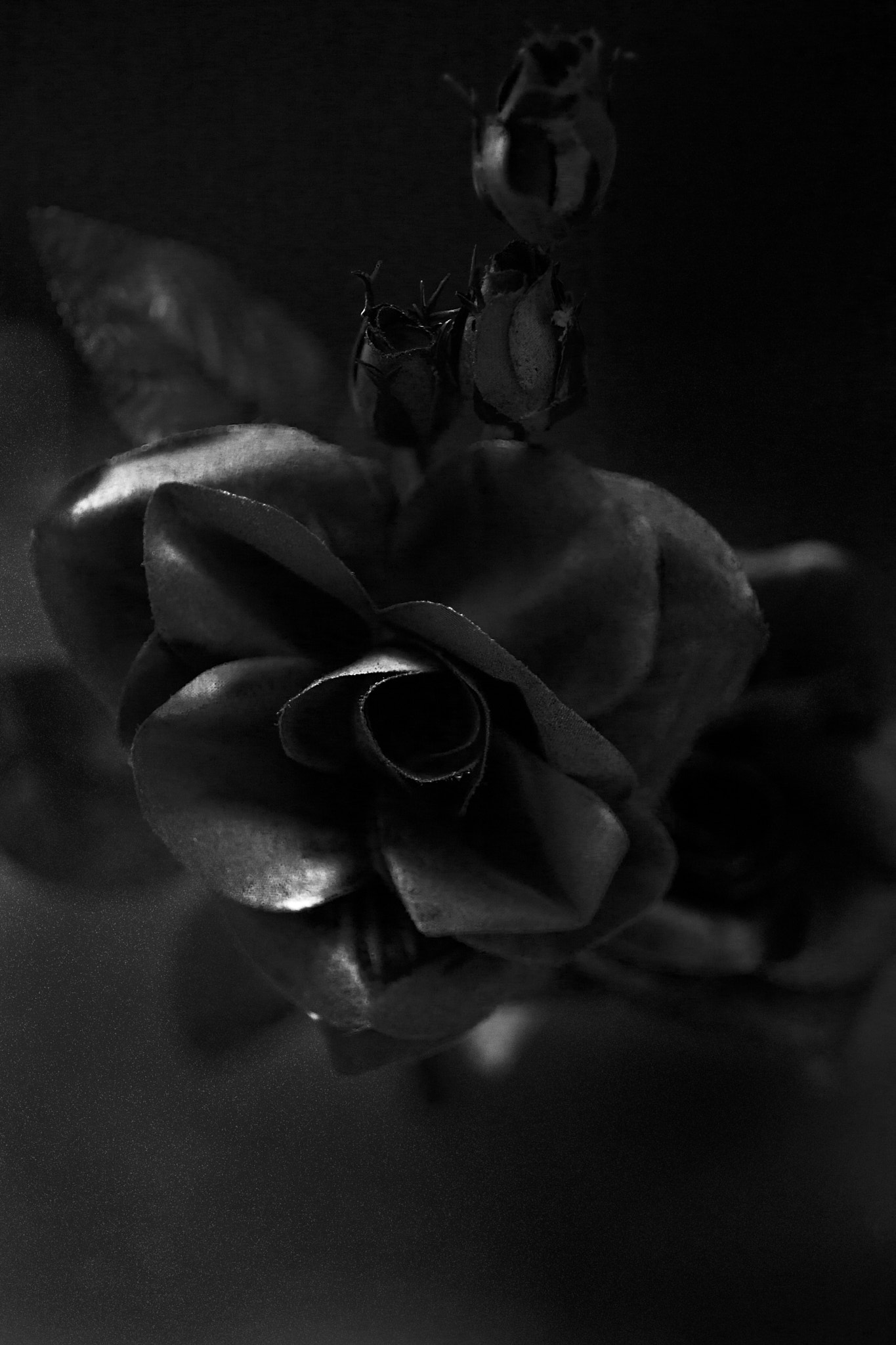 Canon EF 50mm F2.5 Macro sample photo. Blackrose photography