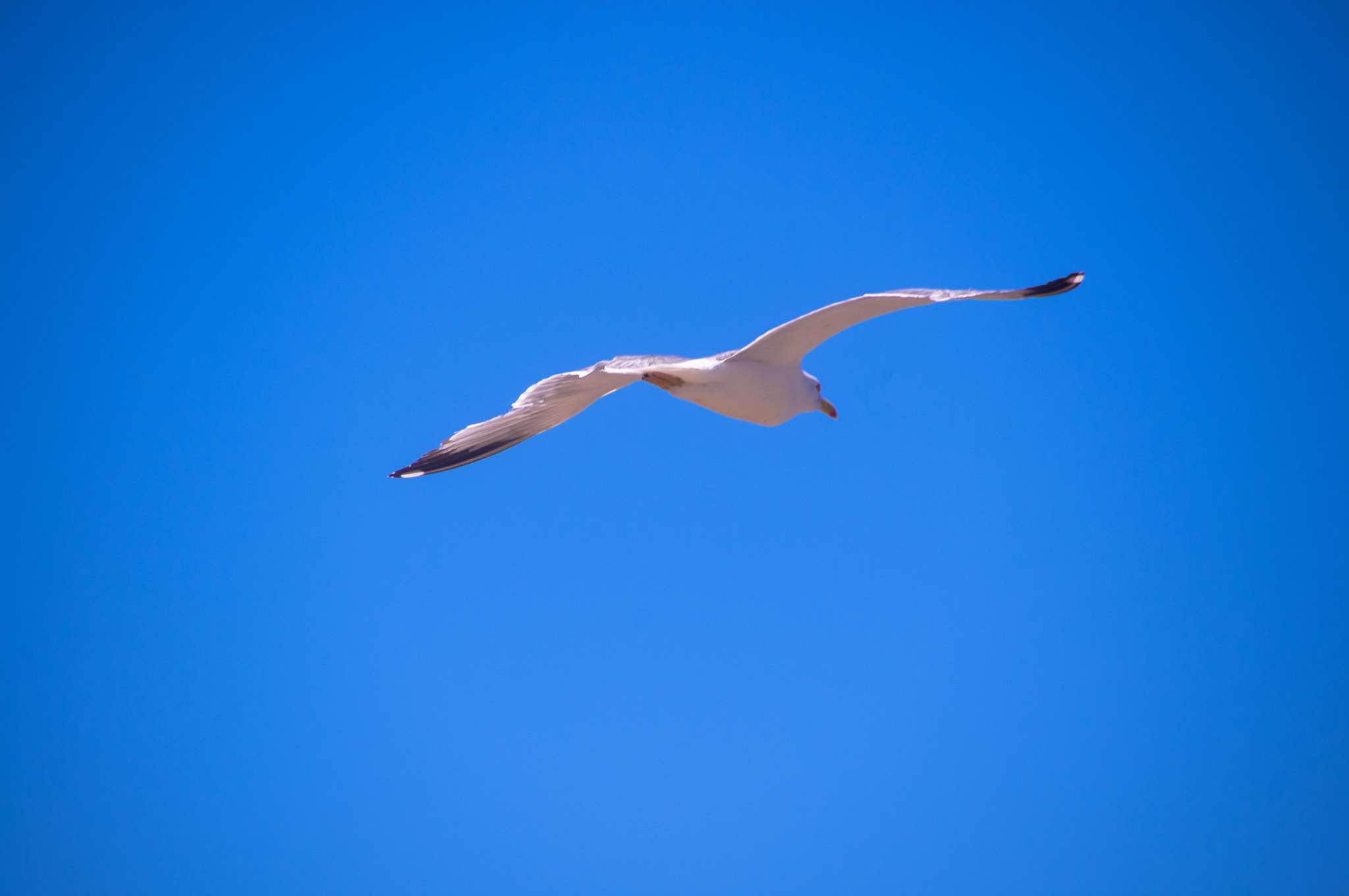 Pentax K-r sample photo. Vuelo de la gaviota / vol de la gavina photography