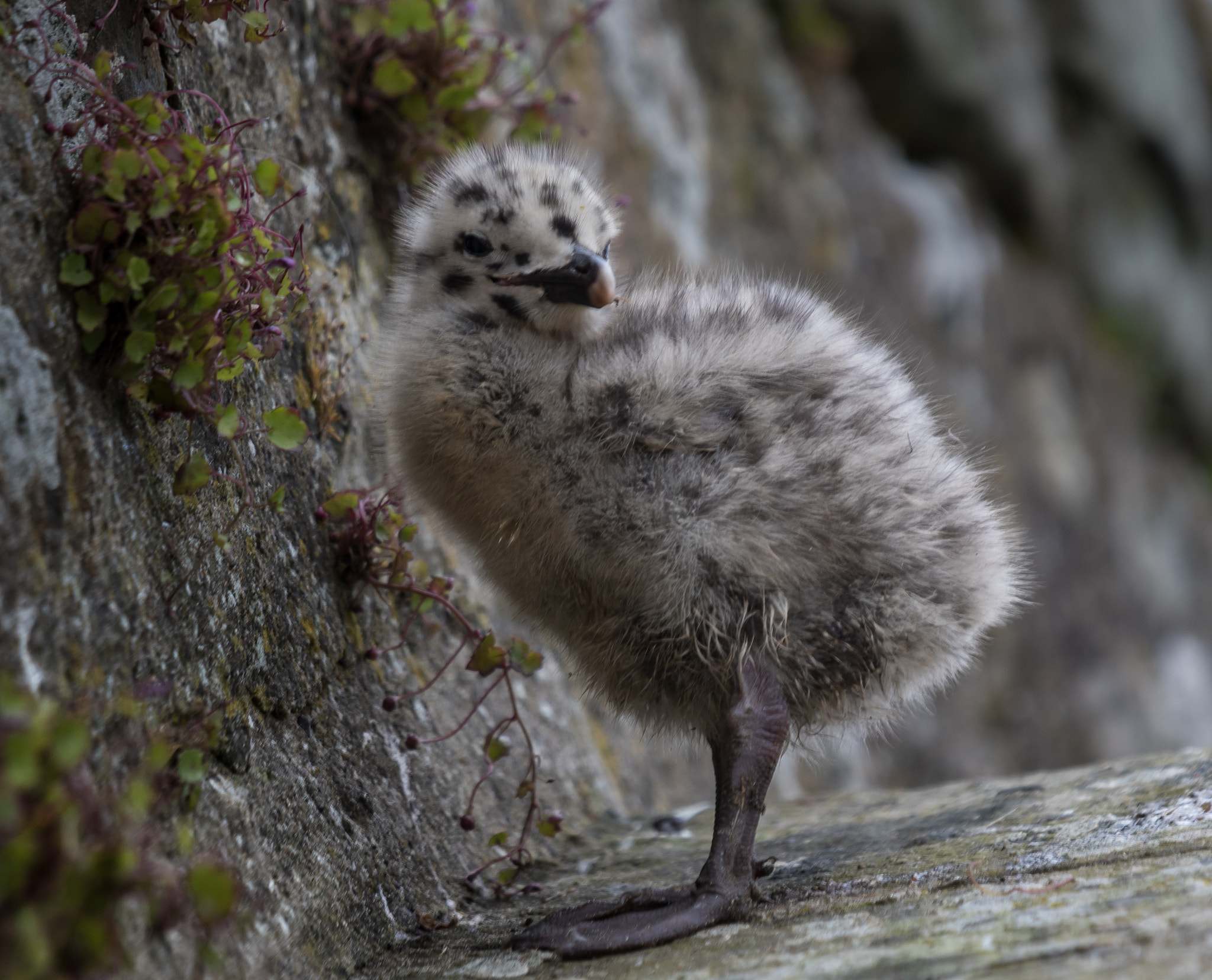Canon EF 70-200mm F4L IS USM sample photo. Seagull chick photography