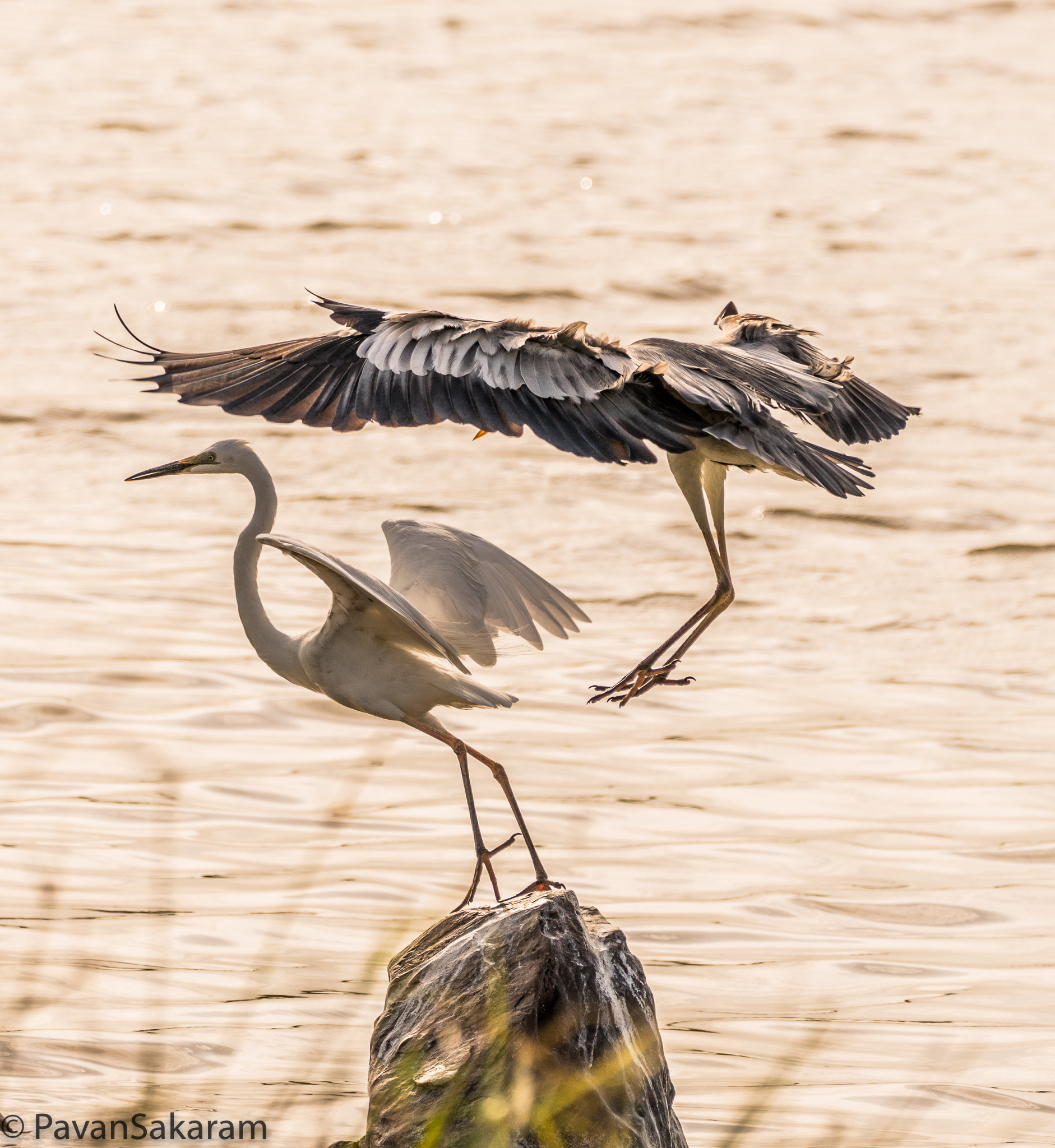 150-600mm F5-6.3 DG OS HSM | Contemporary 015 sample photo. Play time photography