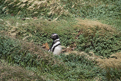 Canon EOS 1100D (EOS Rebel T3 / EOS Kiss X50) sample photo. Pingüino de humboldt.jpg photography