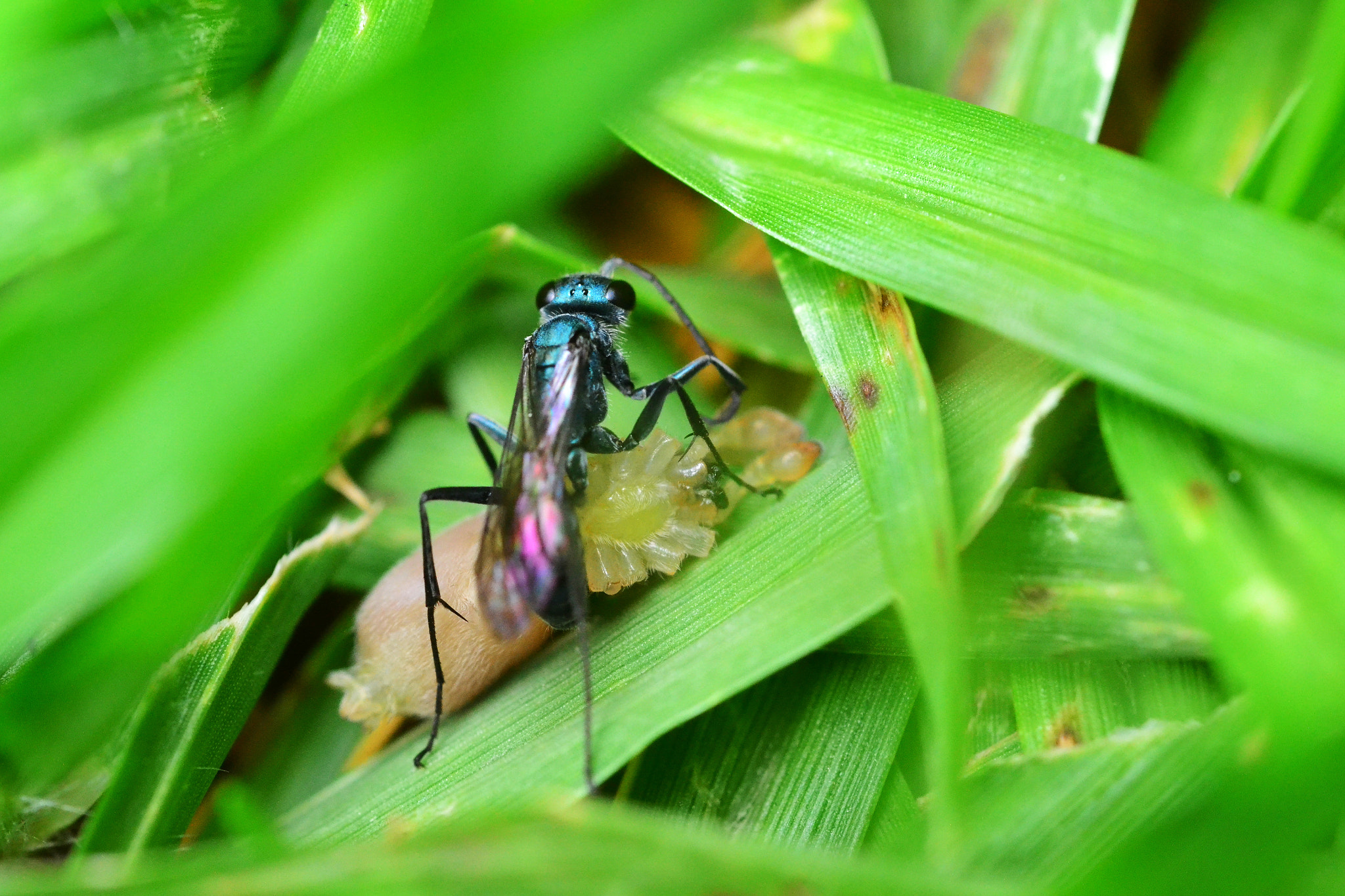 Nikon D3100 + Nikon AF Micro-Nikkor 60mm F2.8D sample photo. Classic rivals photography