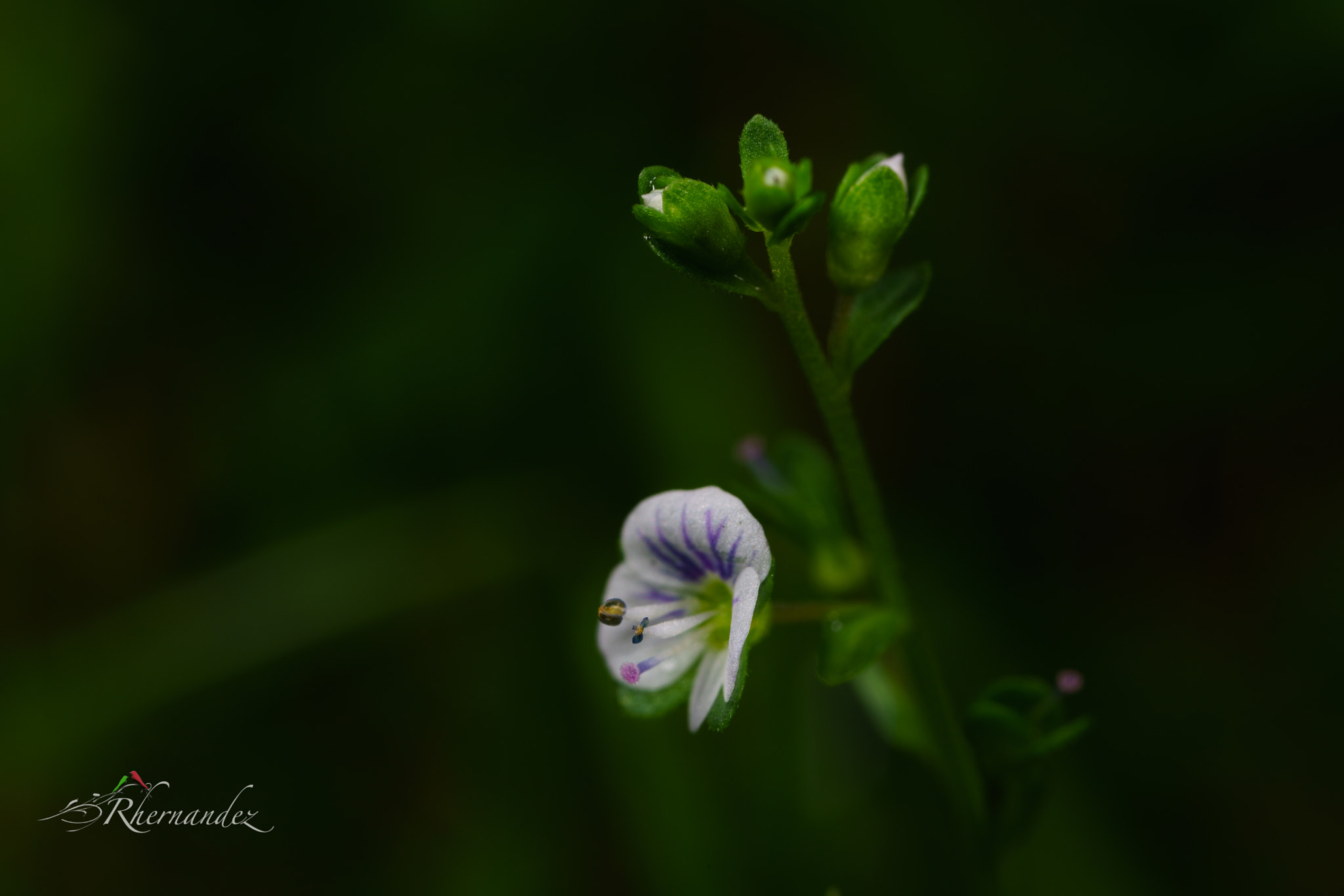 Canon MP-E 65mm F2.5 1-5x Macro Photo sample photo. Wild flower photography