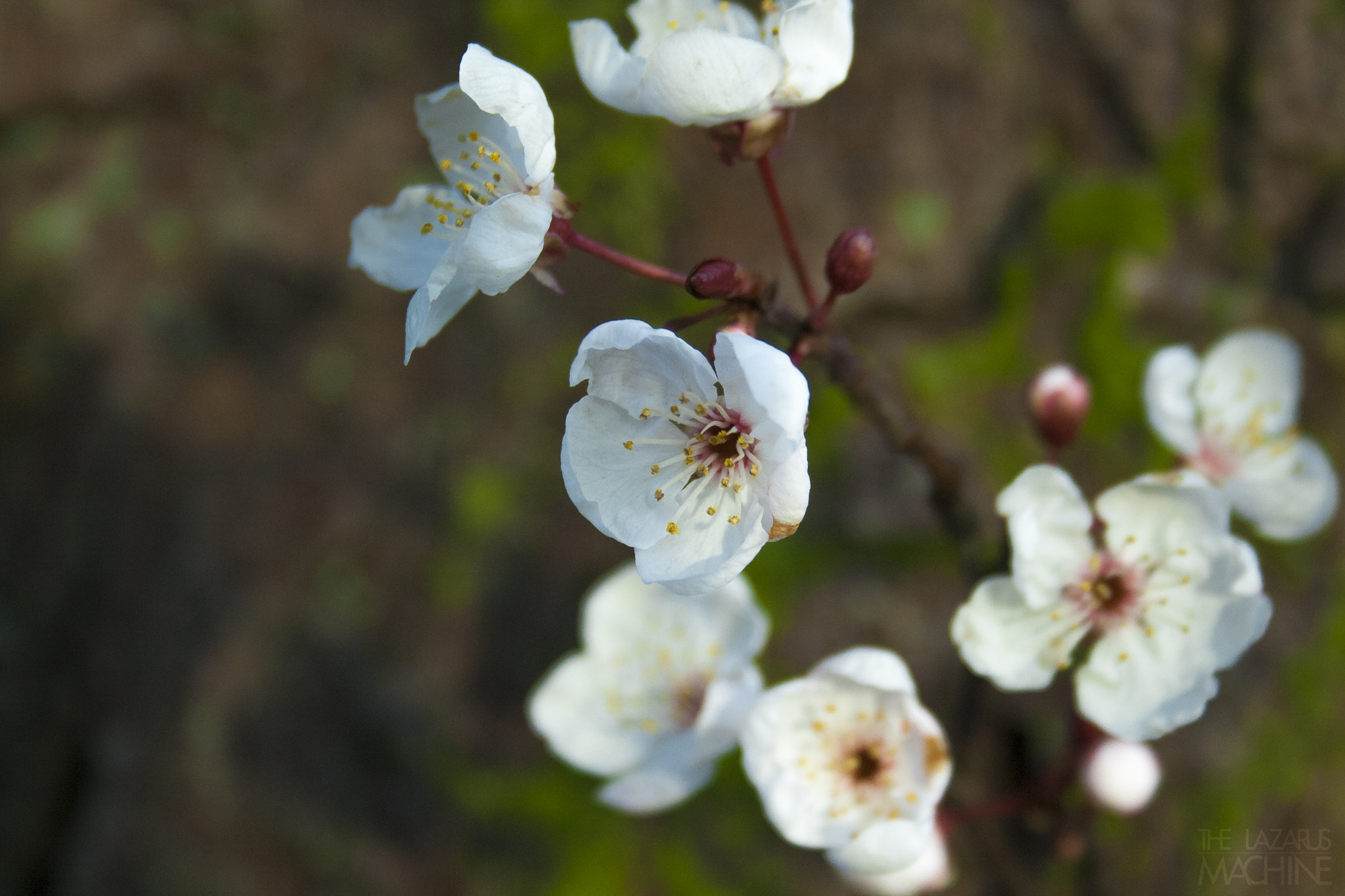 Canon EF-S 18-55mm F3.5-5.6 sample photo. London bloom photography