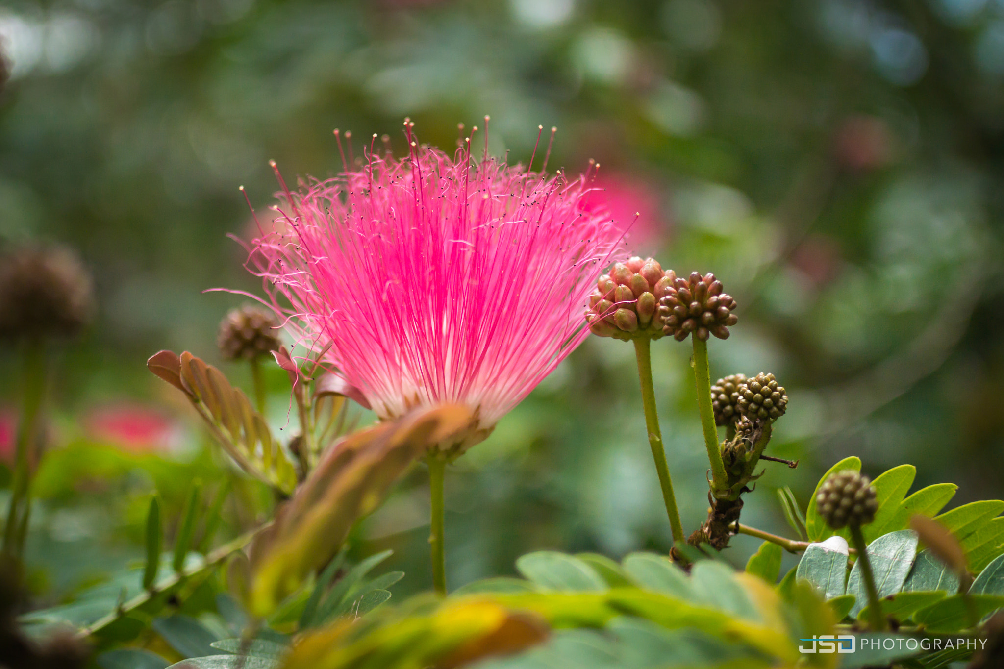 Nikon 1 Nikkor 18.5mm F1.8 sample photo. Pink & fluffy photography
