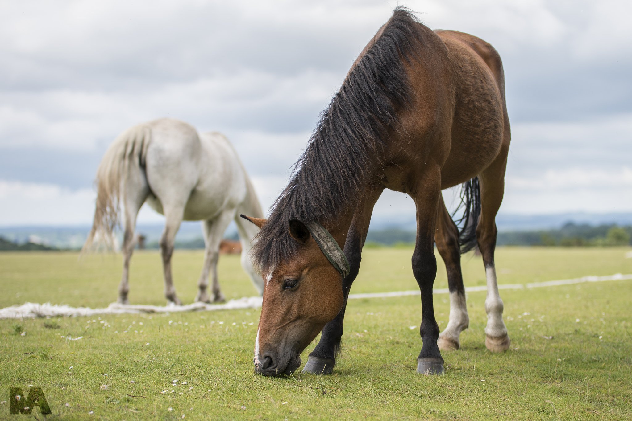 Nikon D500 + Sigma 50-100mm F1.8 DC HSM Art sample photo. I called him tim photography