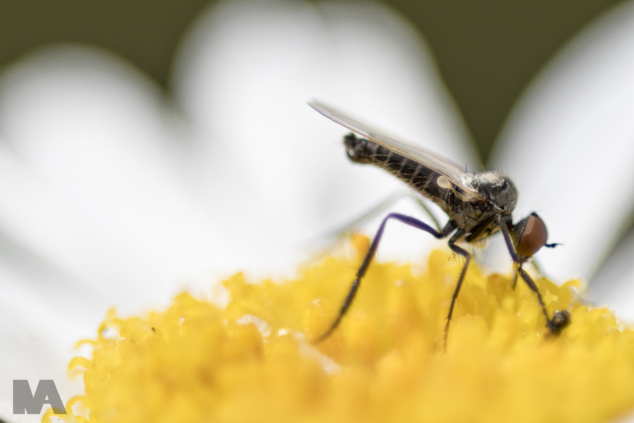 Sigma 150mm F2.8 EX DG OS Macro HSM sample photo. So close but not there yet photography