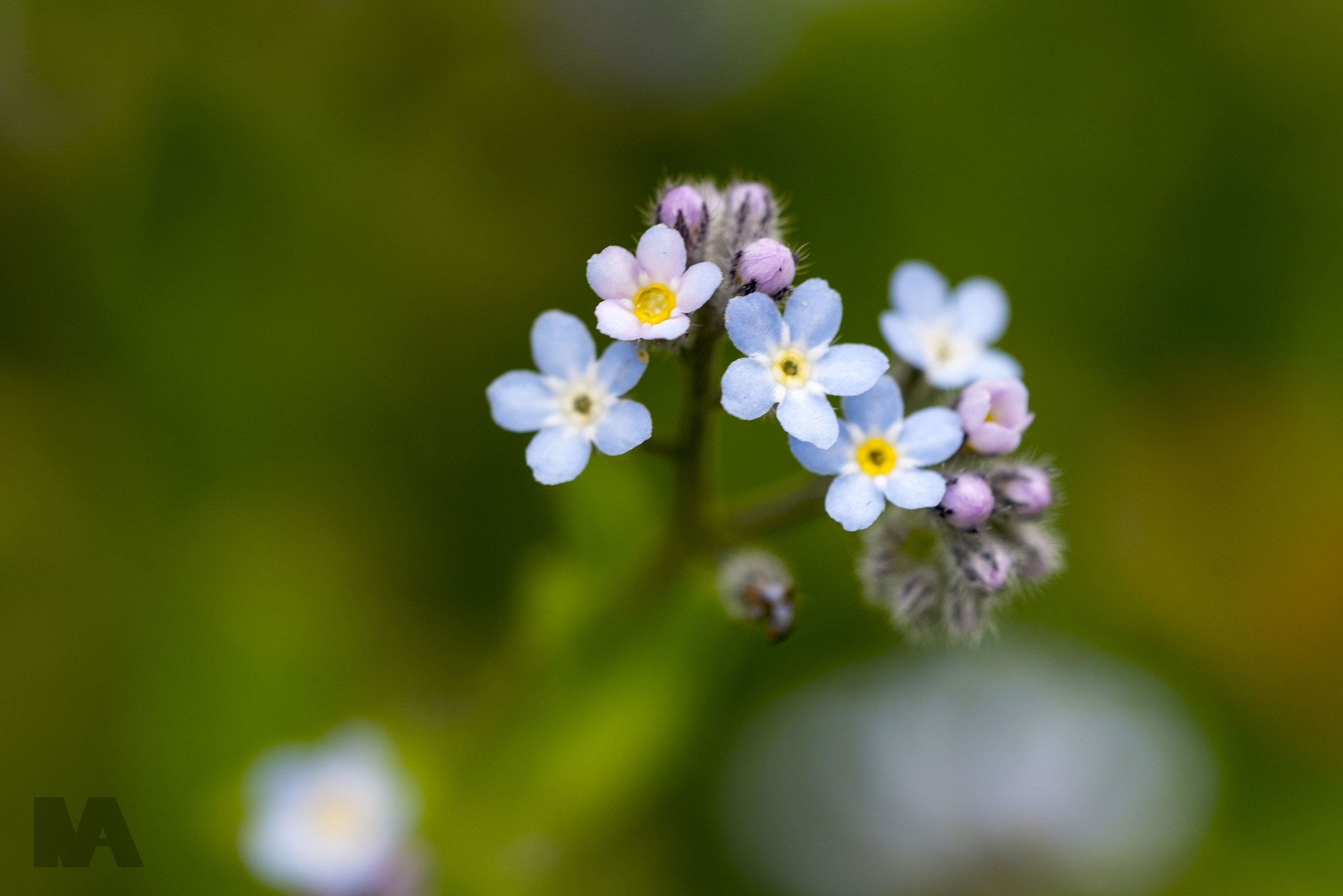 Sigma 150mm F2.8 EX DG OS Macro HSM sample photo. Tiny flowers photography