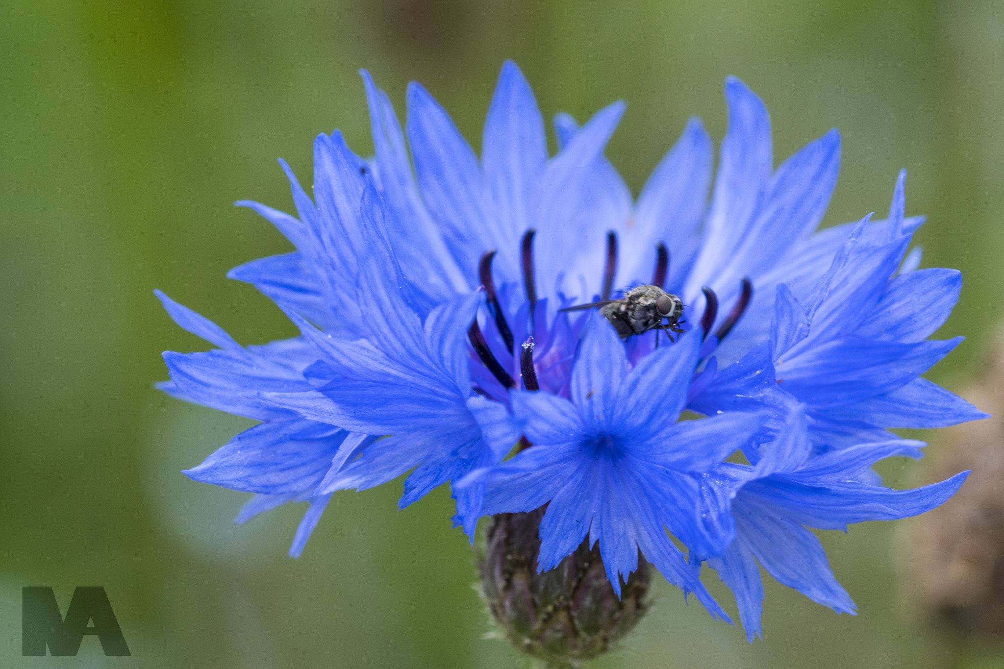 Sigma 150mm F2.8 EX DG OS Macro HSM sample photo. Visitor photography
