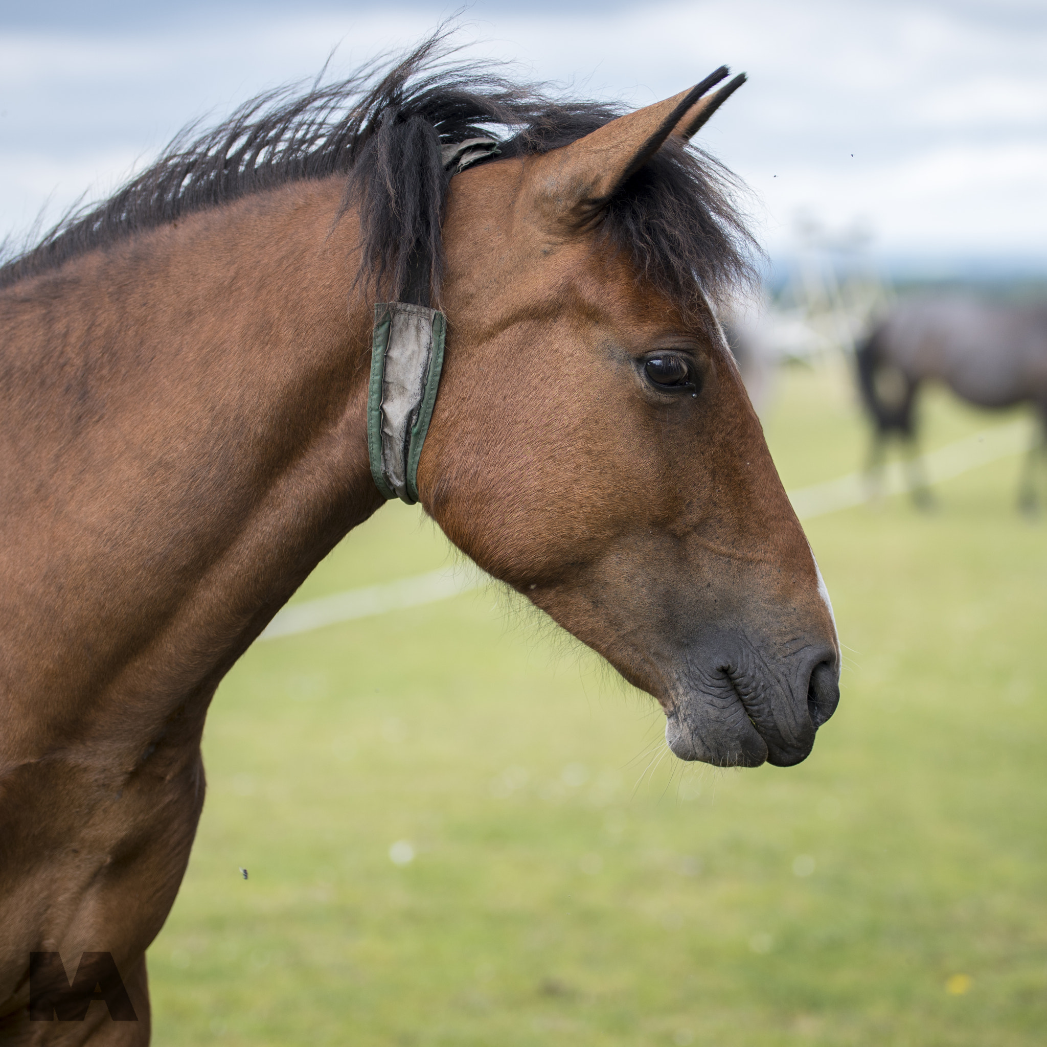 Nikon D500 + Sigma 50-100mm F1.8 DC HSM Art sample photo. I called him tim photography