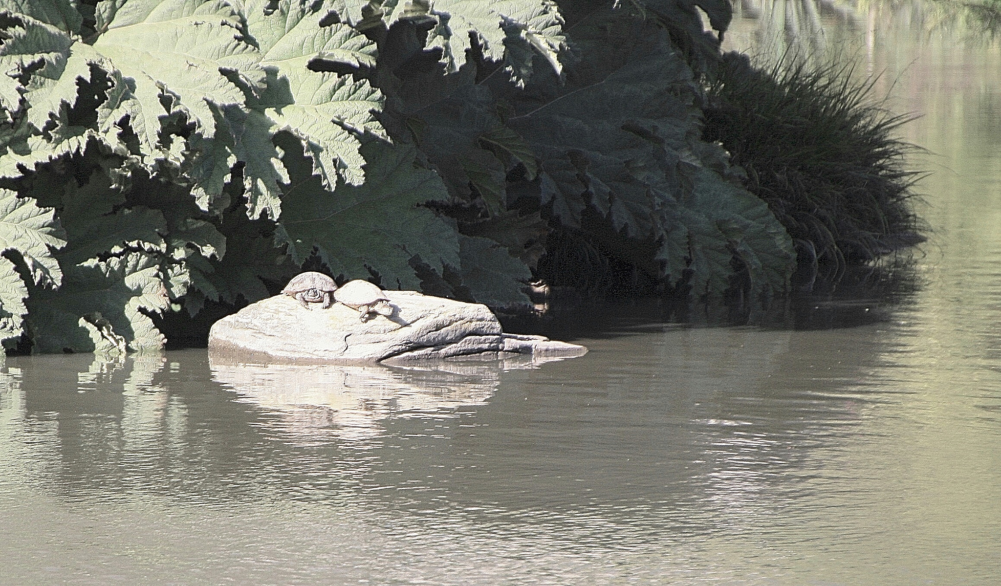 Canon EOS 1000D (EOS Digital Rebel XS / EOS Kiss F) sample photo. Two turtles, one rock photography