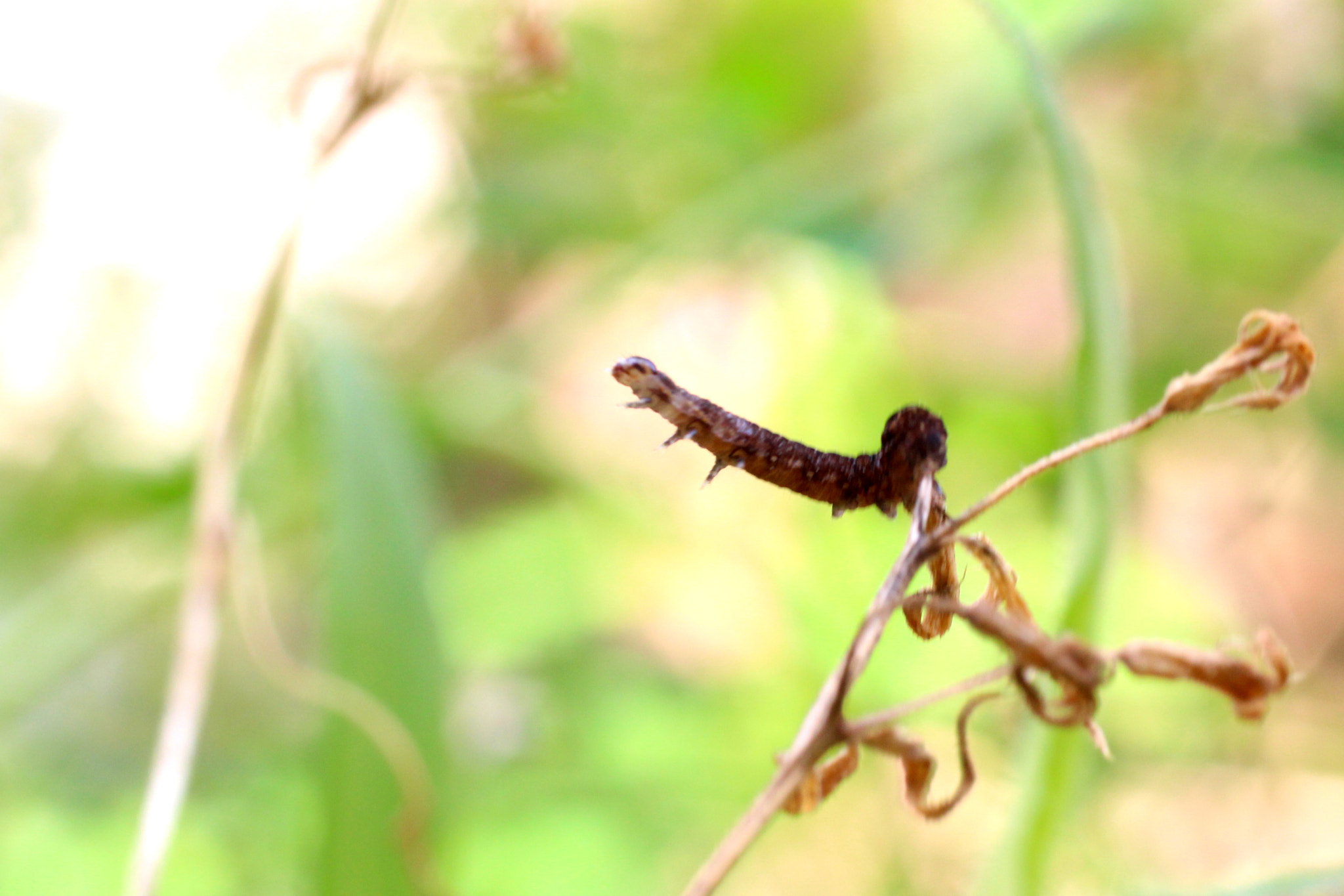 Canon EF 50mm F2.5 Macro sample photo. Eu quero voar photography