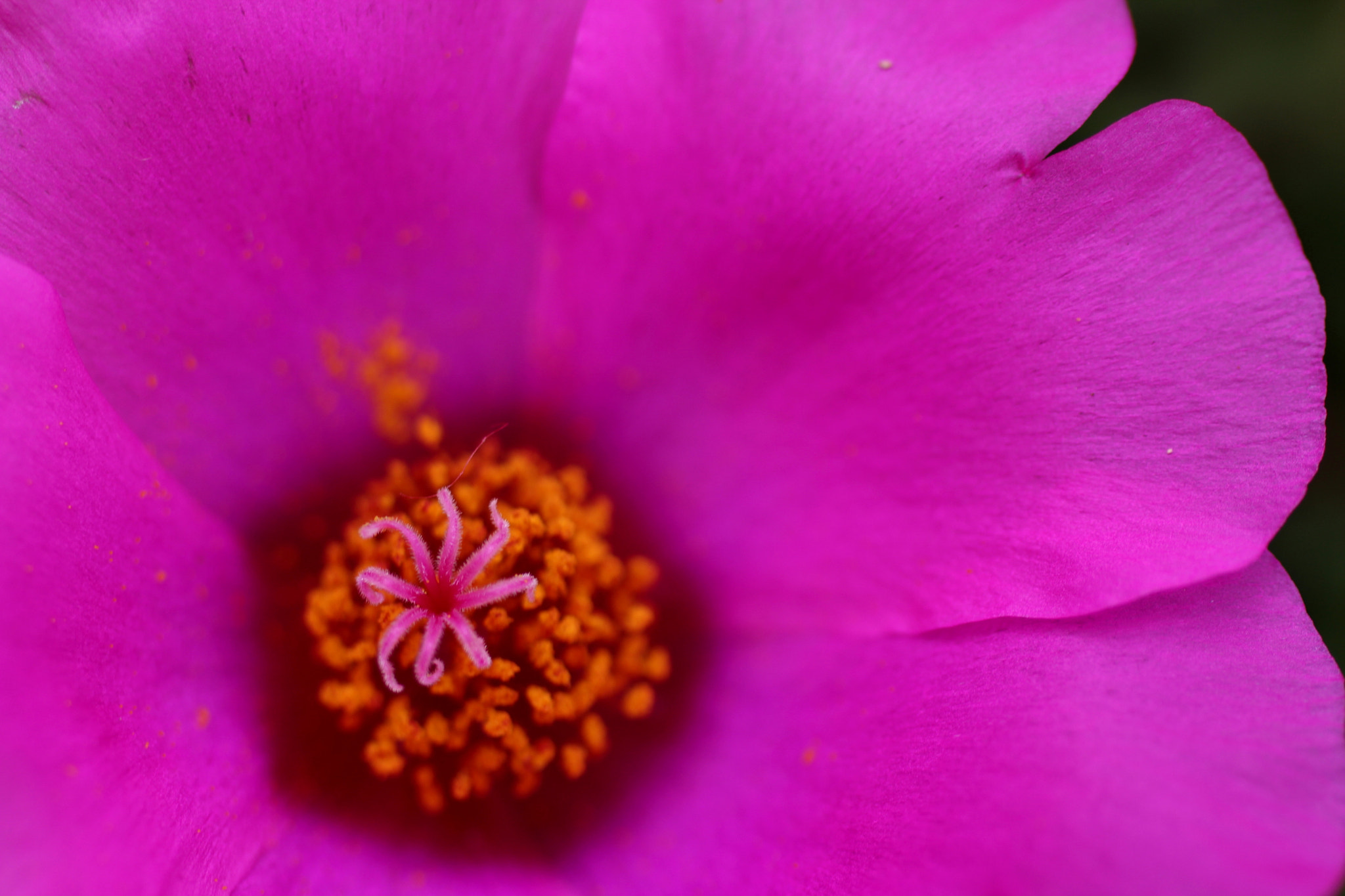 Canon EF 50mm F2.5 Macro sample photo. Estrela photography