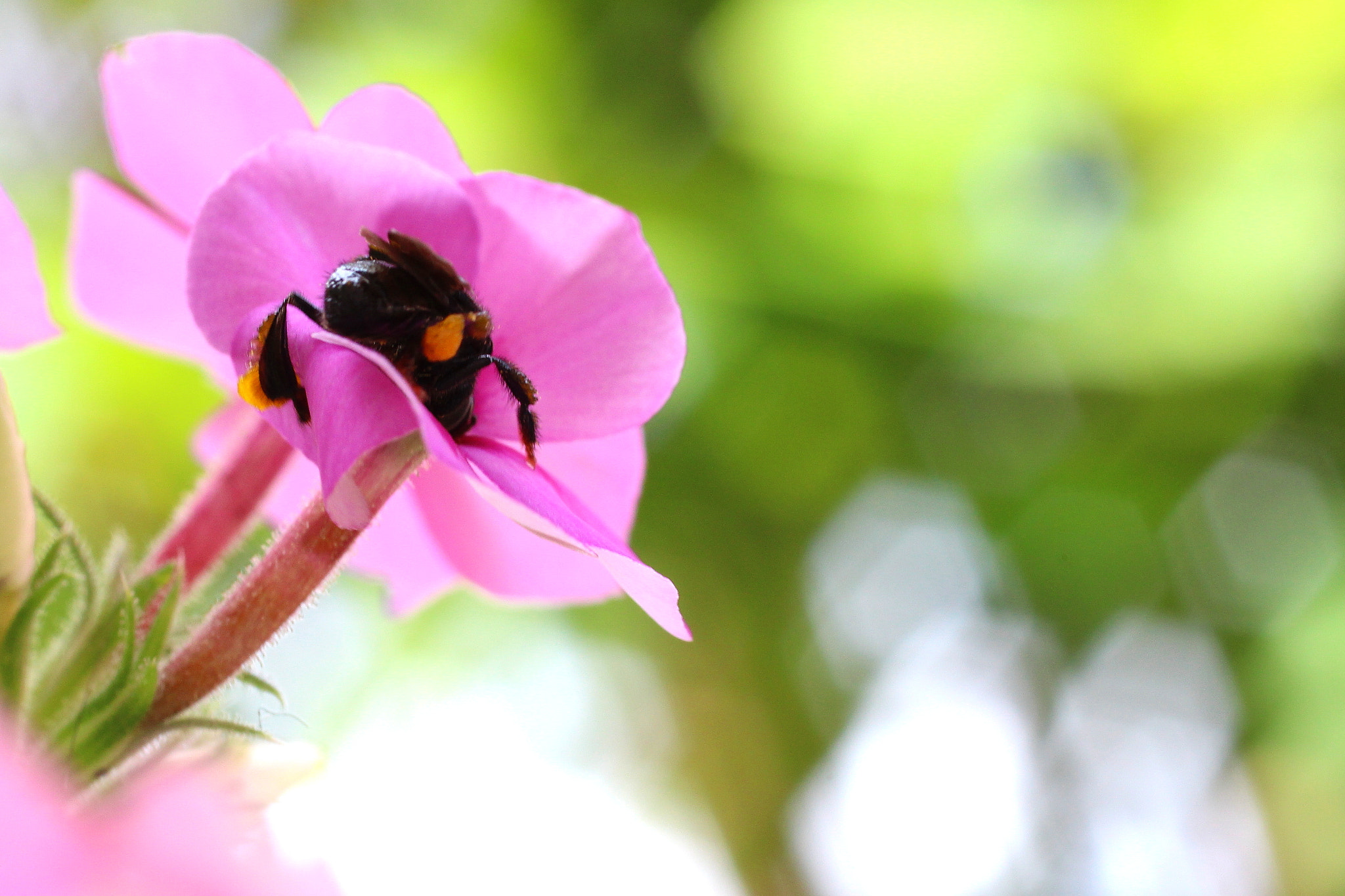 Canon EF 50mm F2.5 Macro sample photo. Operária photography