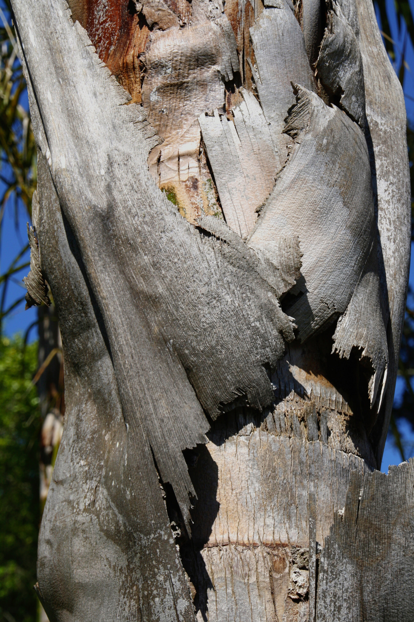 Canon EOS 1000D (EOS Digital Rebel XS / EOS Kiss F) sample photo. Old tree, blue sky photography