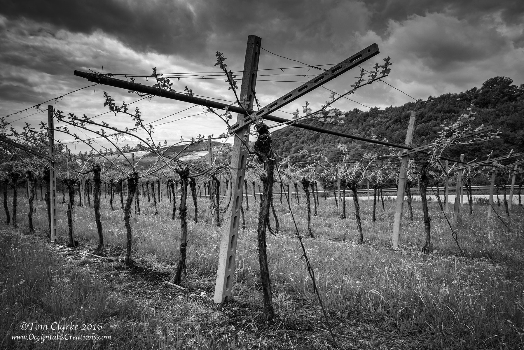 Leica Summilux-M 21mm F1.4 Asph sample photo. 'the vineyard' photography
