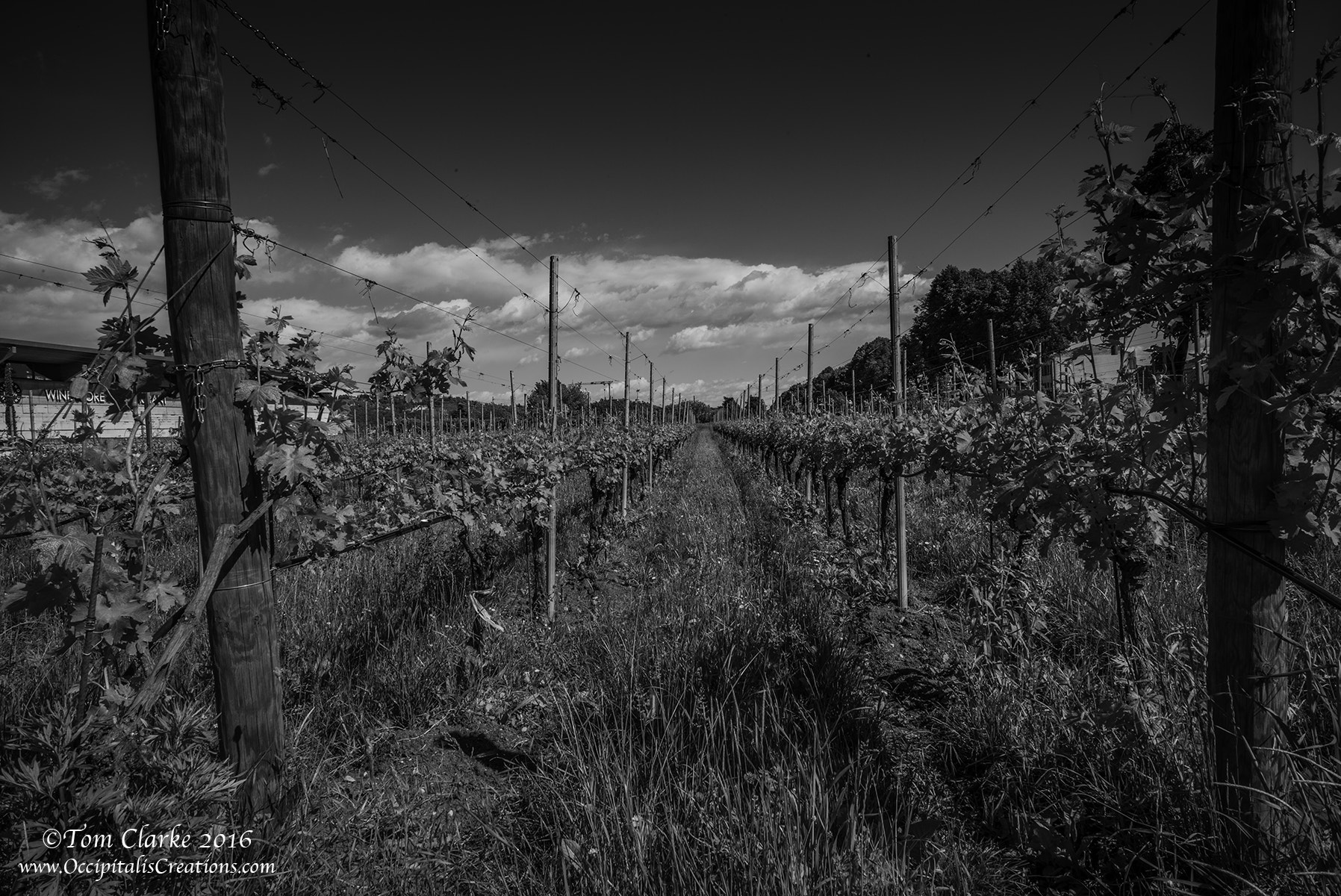 Leica Summilux-M 21mm F1.4 Asph sample photo. 'the vineyard' photography