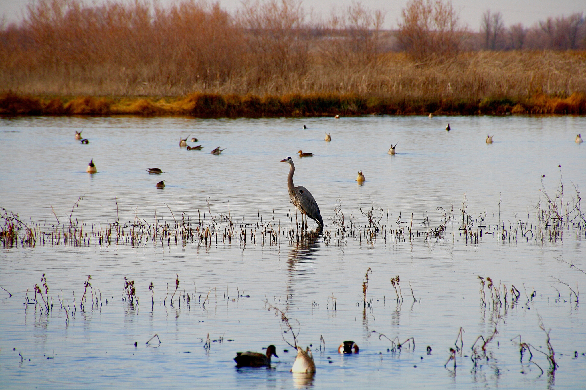 Canon EOS 1000D (EOS Digital Rebel XS / EOS Kiss F) sample photo. Duck butt and blue heron photography