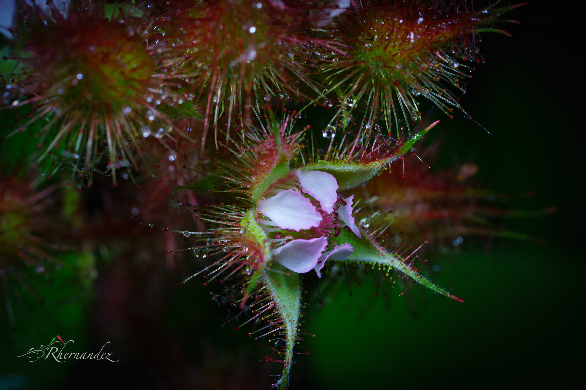 Canon MP-E 65mm F2.5 1-5x Macro Photo sample photo. Red raspberry bloom photography