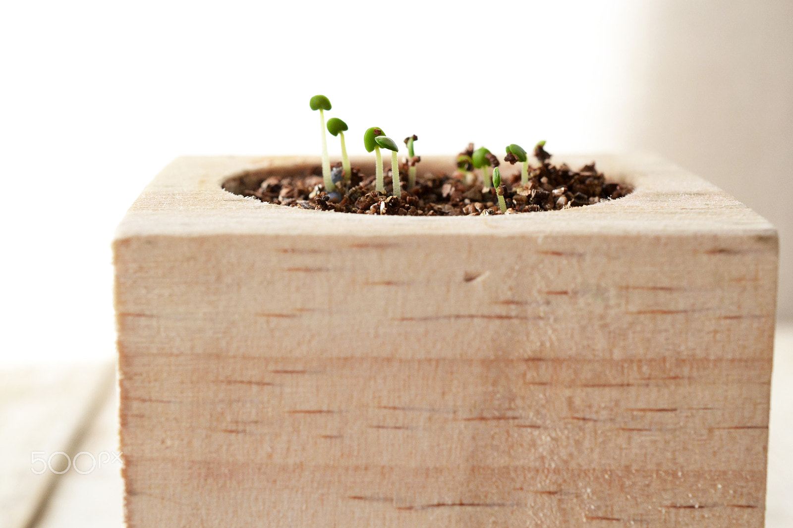 Nikon D3100 + AF Micro-Nikkor 105mm f/2.8 sample photo. Sprouts in wooden container photography