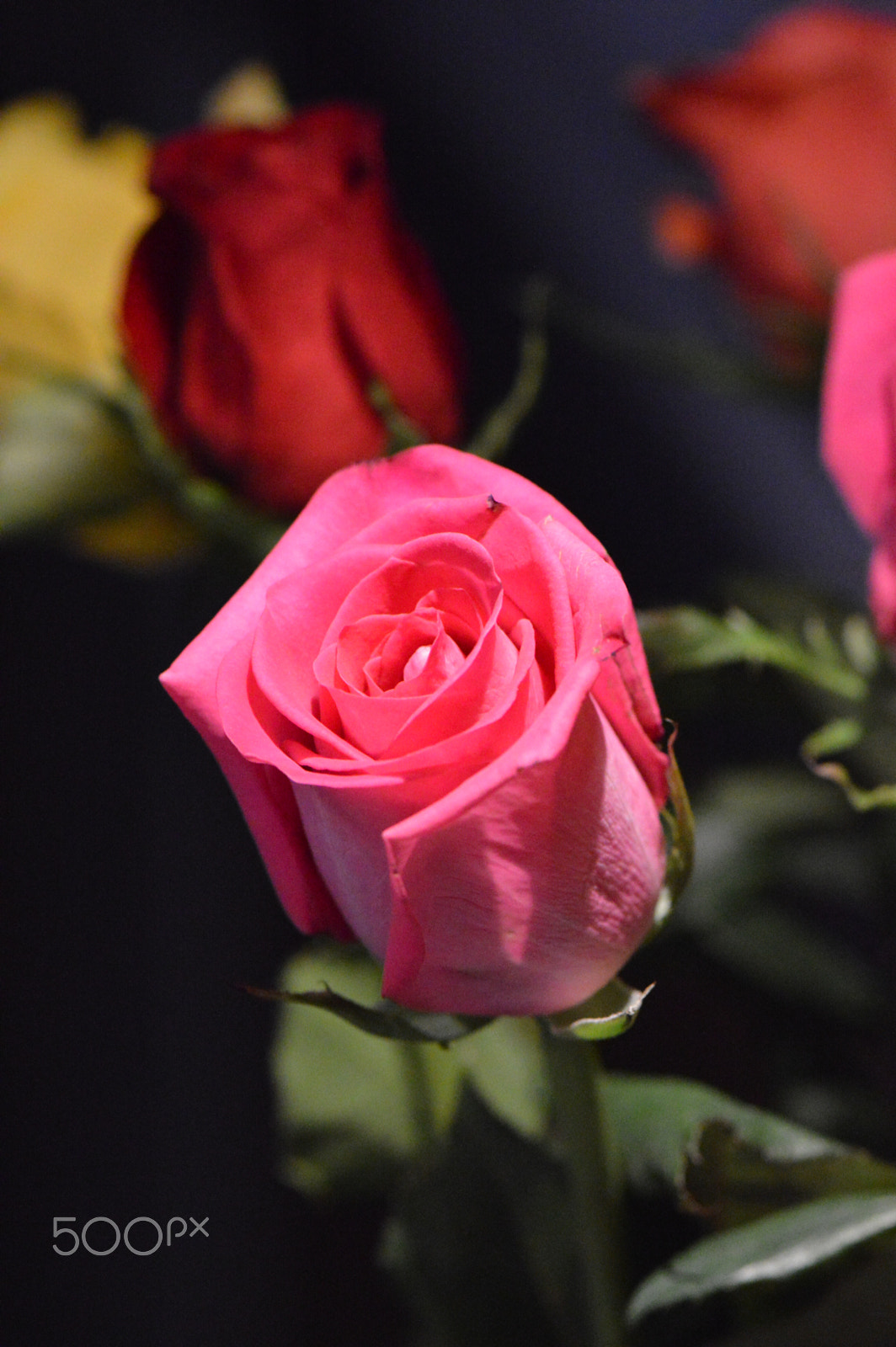 Nikon AF-S Micro-Nikkor 105mm F2.8G IF-ED VR sample photo. Roses photography