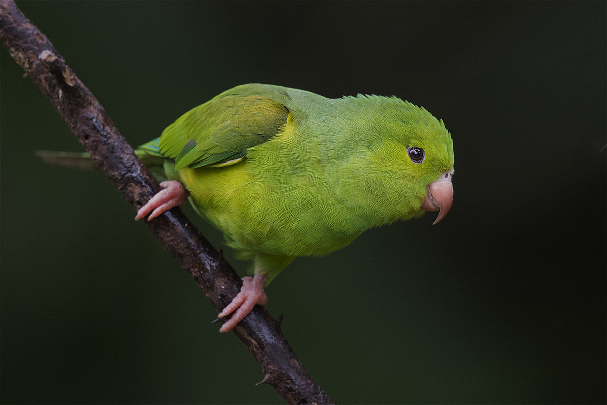 Nikon D4S + Nikon AF-S Nikkor 500mm F4G ED VR sample photo. Periquito-rico photography