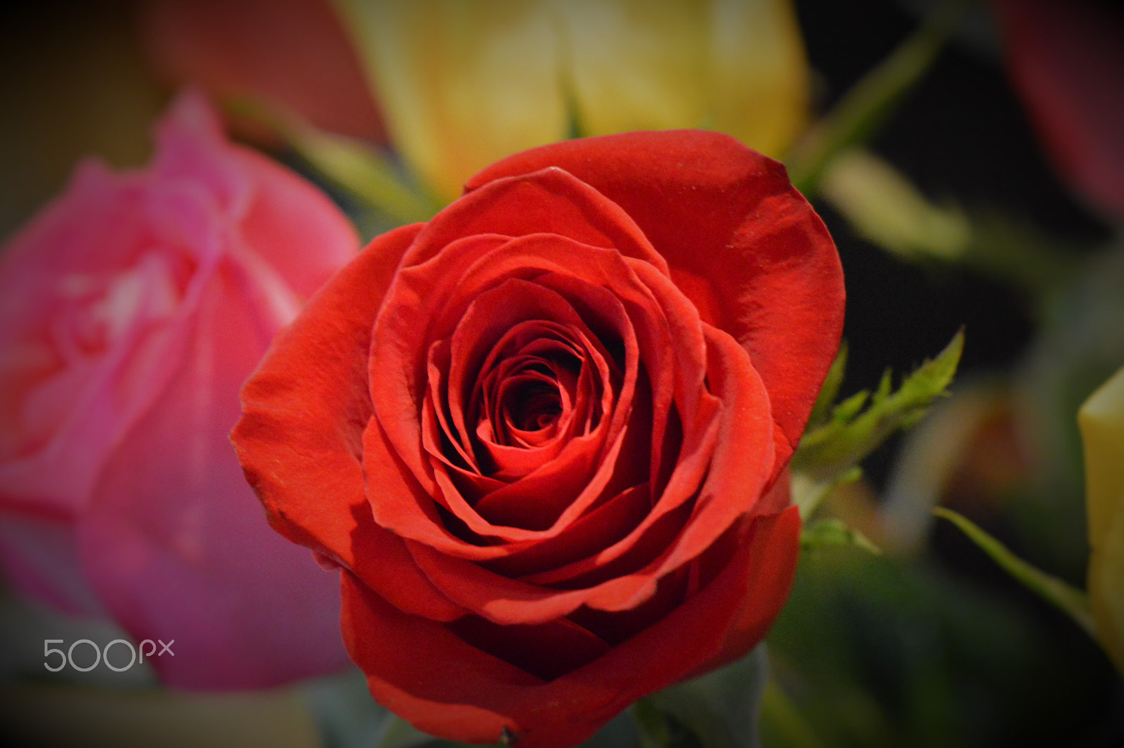 Nikon AF-S Micro-Nikkor 105mm F2.8G IF-ED VR sample photo. Roses photography