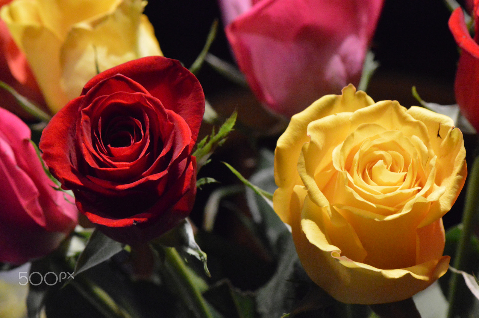 Nikon AF-S Micro-Nikkor 105mm F2.8G IF-ED VR sample photo. Roses photography