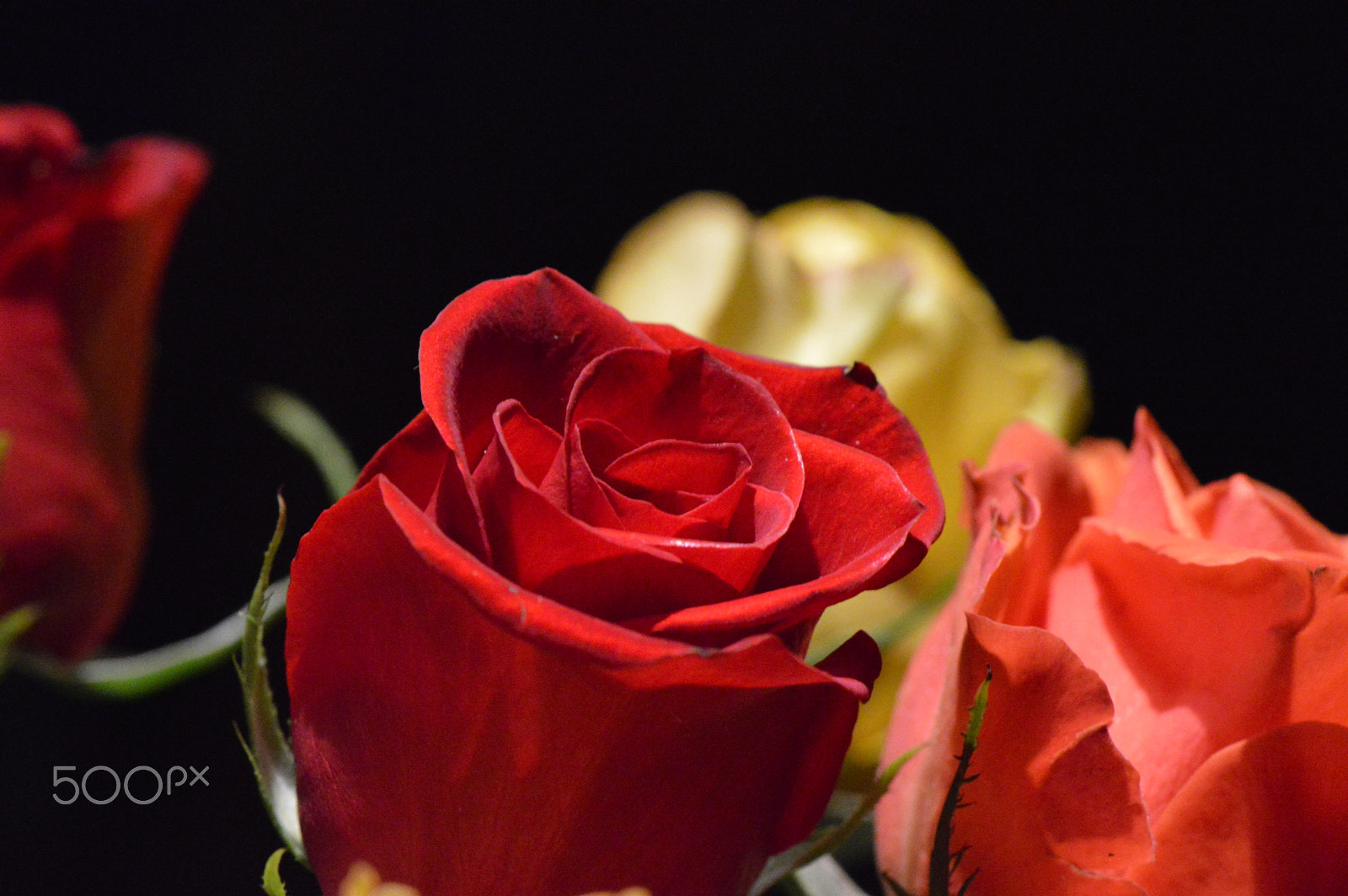Nikon AF-S Micro-Nikkor 105mm F2.8G IF-ED VR sample photo. Roses photography