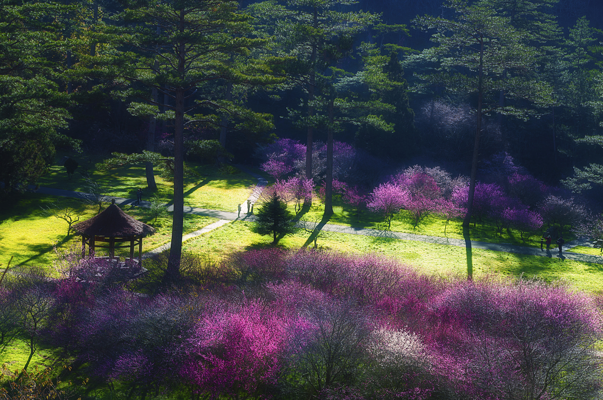 Sigma 17-70mm F2.8-4.5 DC Macro Asp. IF sample photo. 武陵紅梅 photography