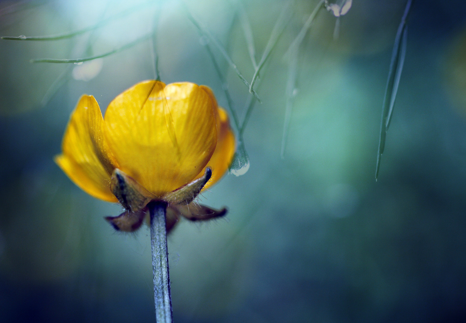 Sigma 50mm F1.4 EX DG HSM sample photo. Upside down buttercup copy photography