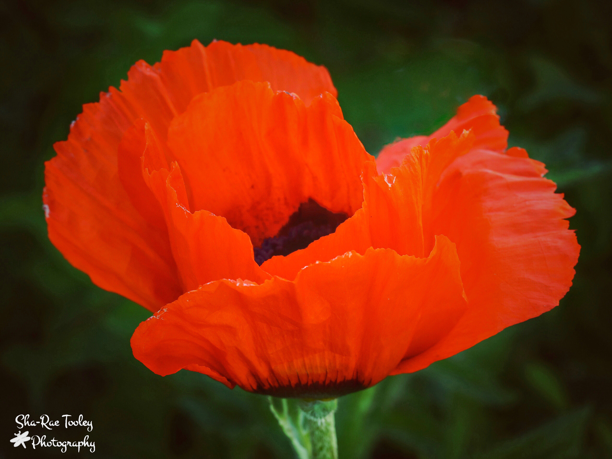 Canon EF-S 60mm F2.8 Macro USM sample photo. Poppy photography