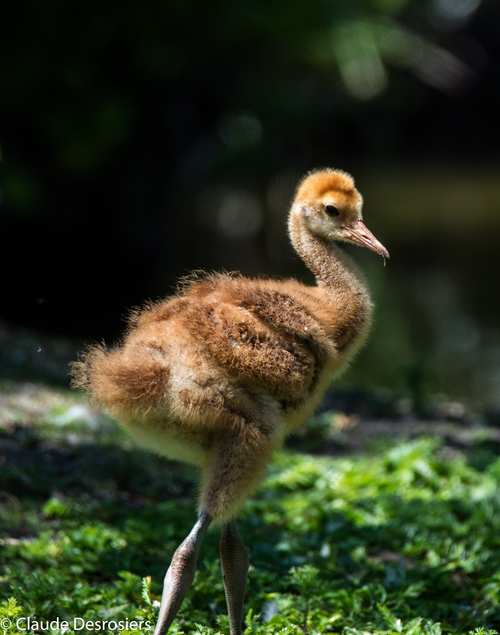 Tamron SP 150-600mm F5-6.3 Di VC USD sample photo. Sandhill colt photography
