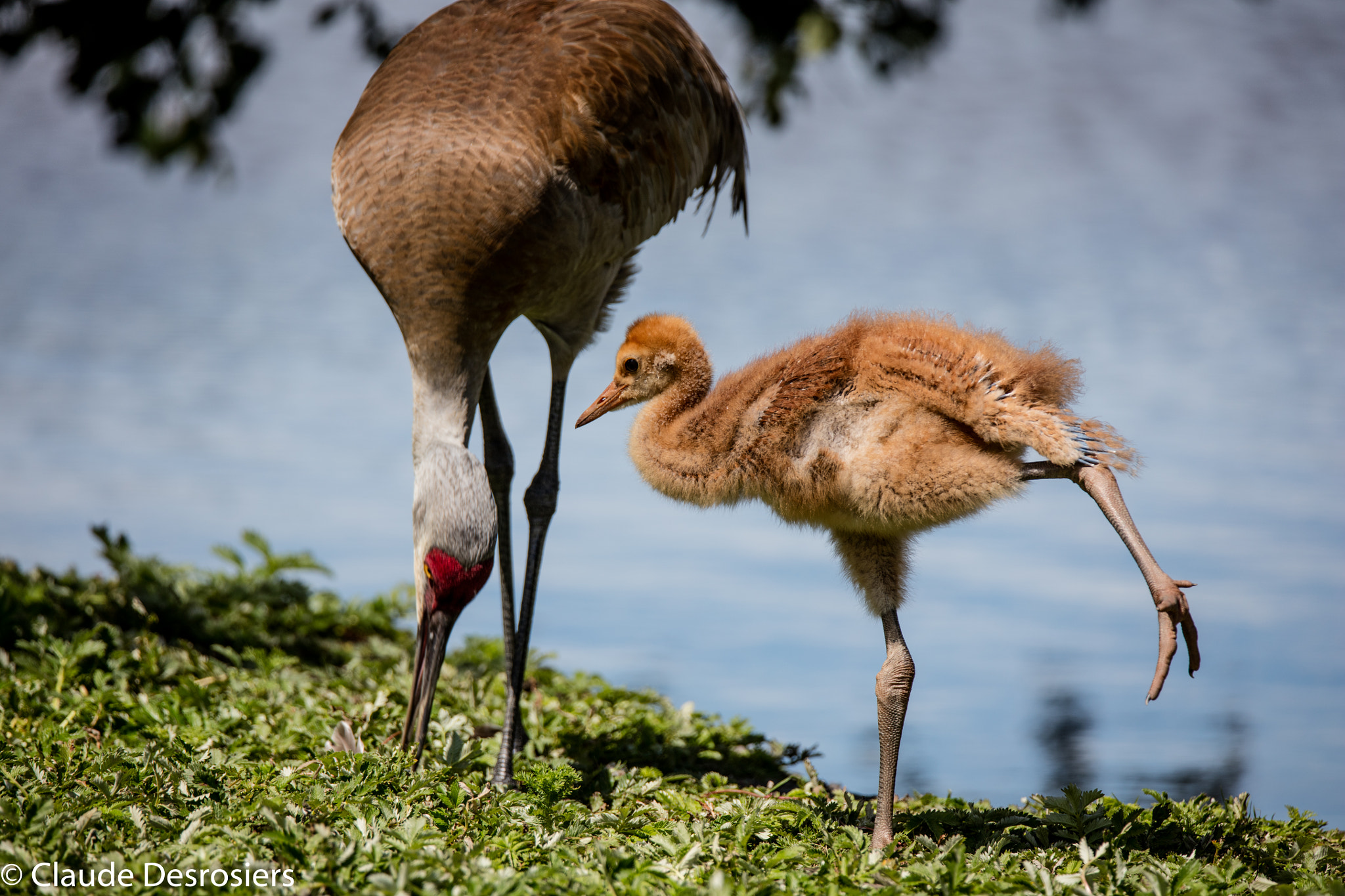 Tamron SP 150-600mm F5-6.3 Di VC USD sample photo. Sandhill crane colt photography