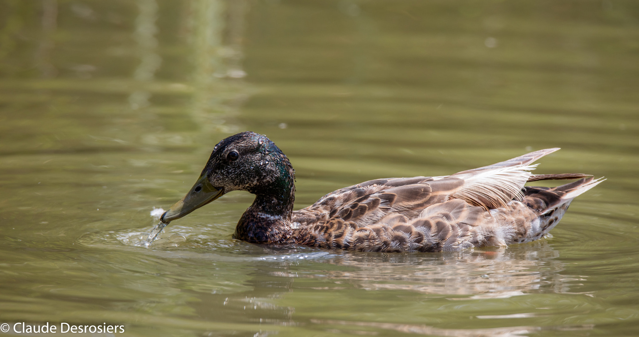 Tamron SP 150-600mm F5-6.3 Di VC USD sample photo. Mallard duck photography