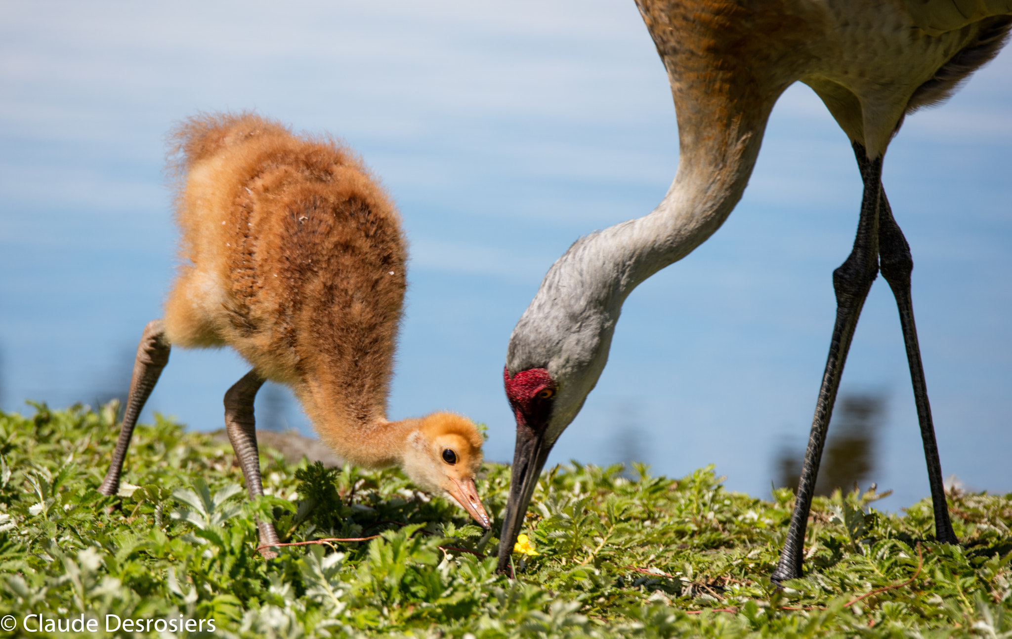 Tamron SP 150-600mm F5-6.3 Di VC USD sample photo. Sandhill crane colt photography
