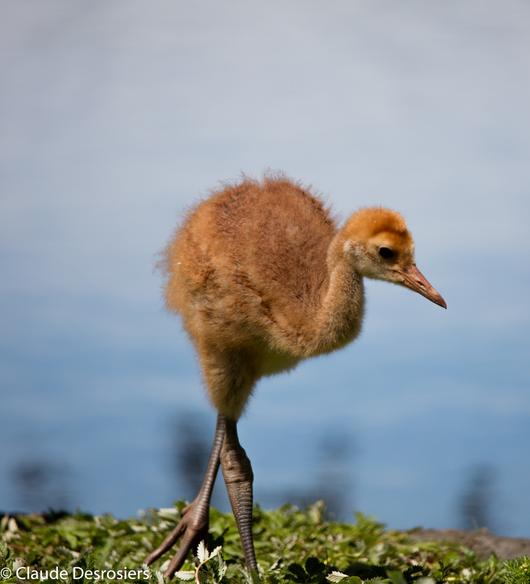 Tamron SP 150-600mm F5-6.3 Di VC USD sample photo. Sandhill crane colt photography