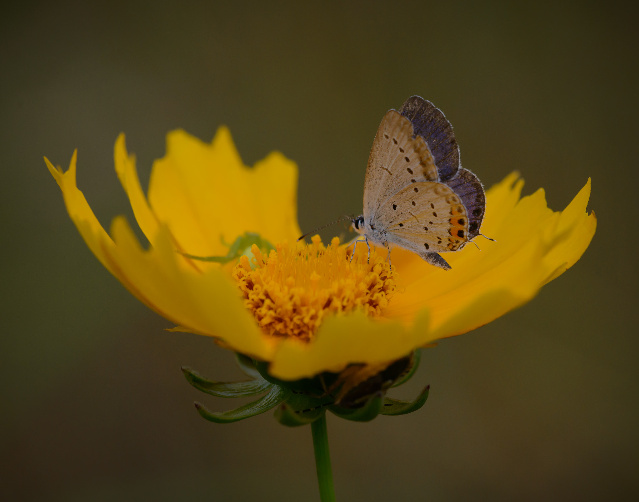 Nikon D800E + Sigma 150mm F2.8 EX DG Macro HSM sample photo. Yellow flower and small butterfly photography