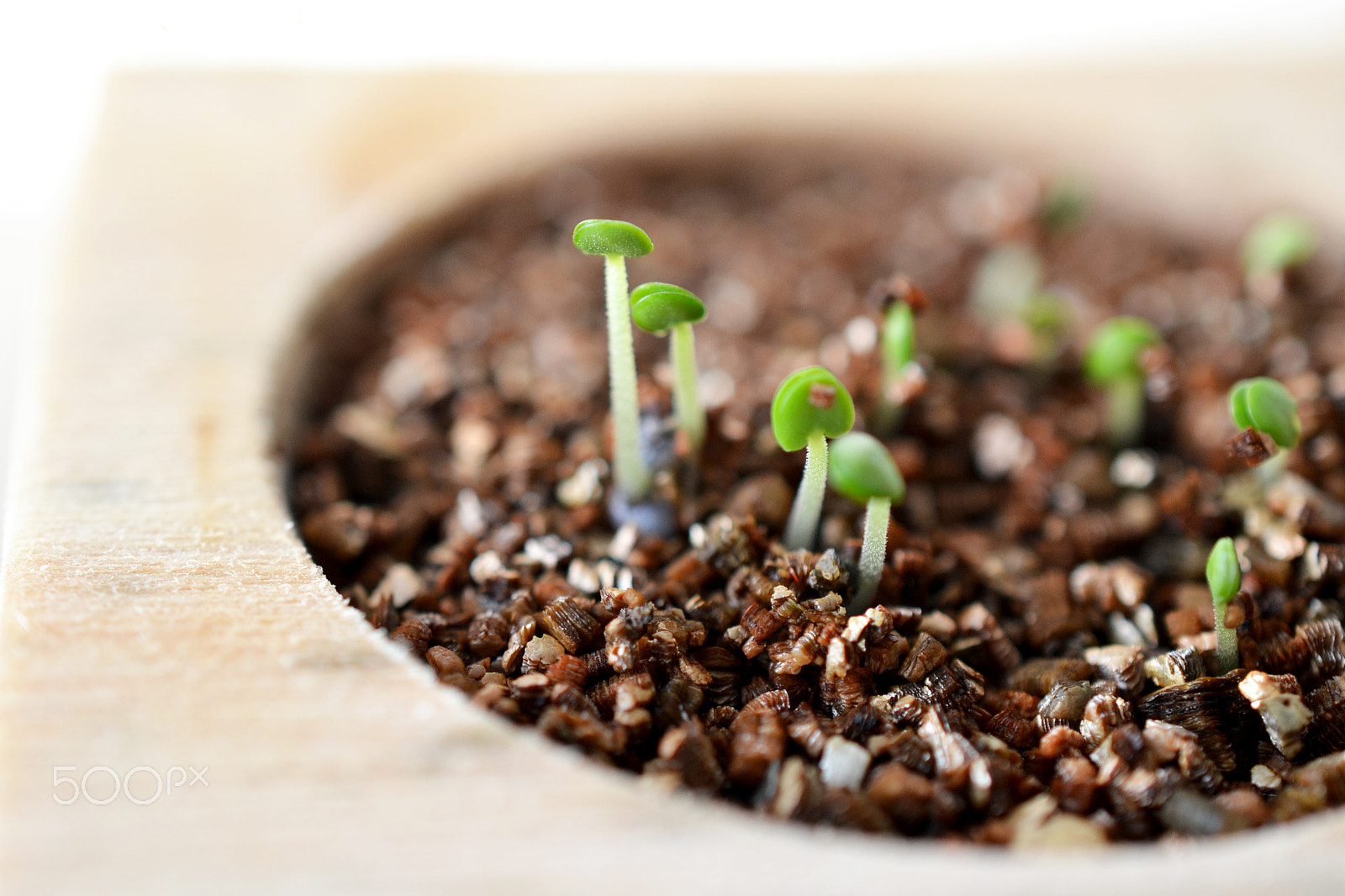 Nikon D3100 sample photo. Macro sprouts photography