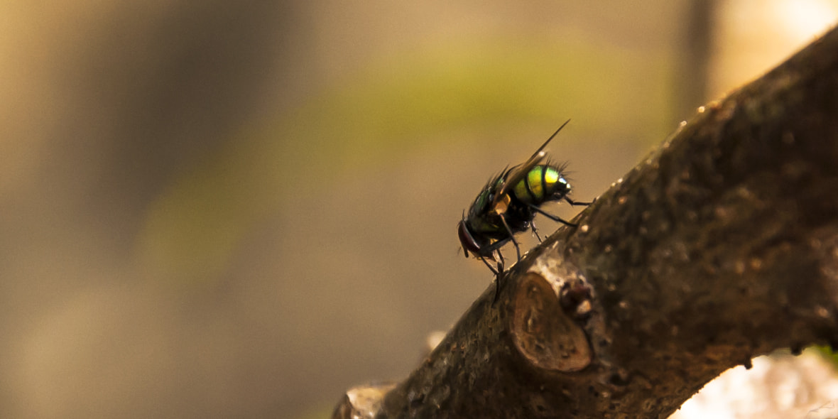 Nikon D50 sample photo. The fly photography
