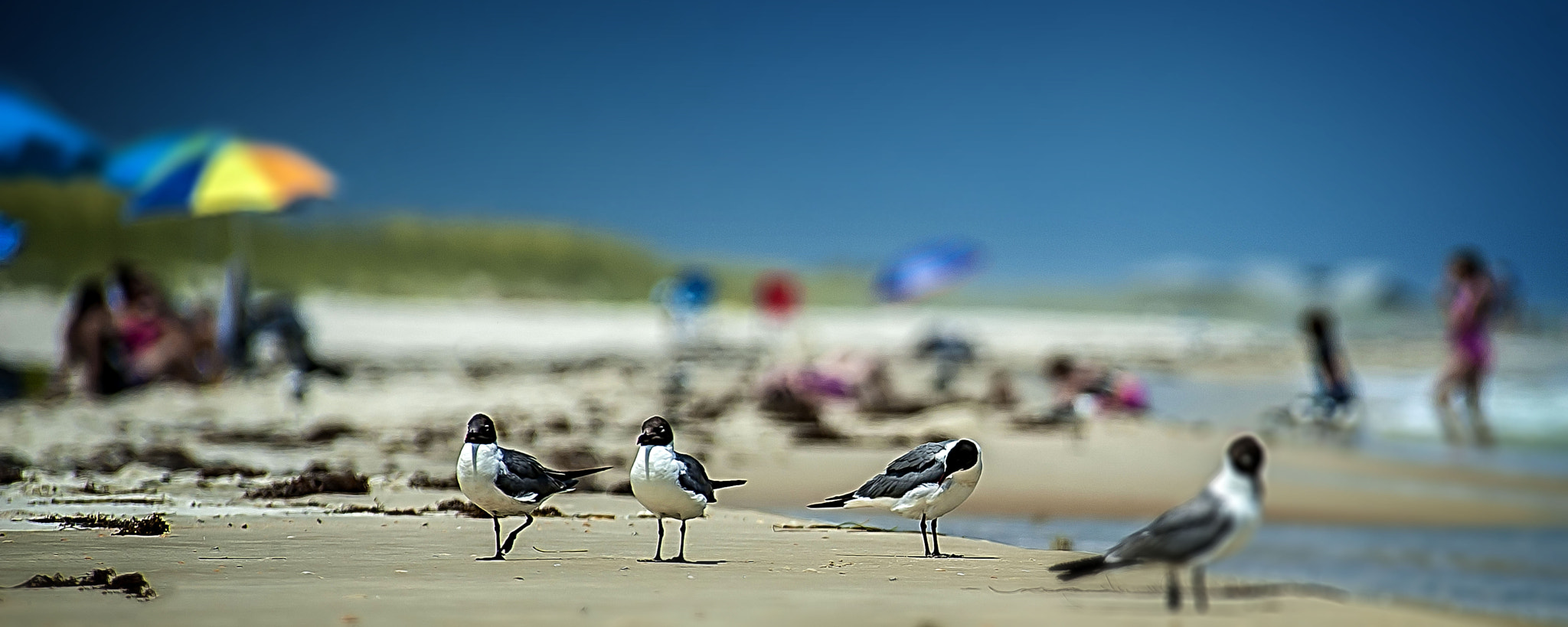 Nikon D3 sample photo. Gulls2 photography