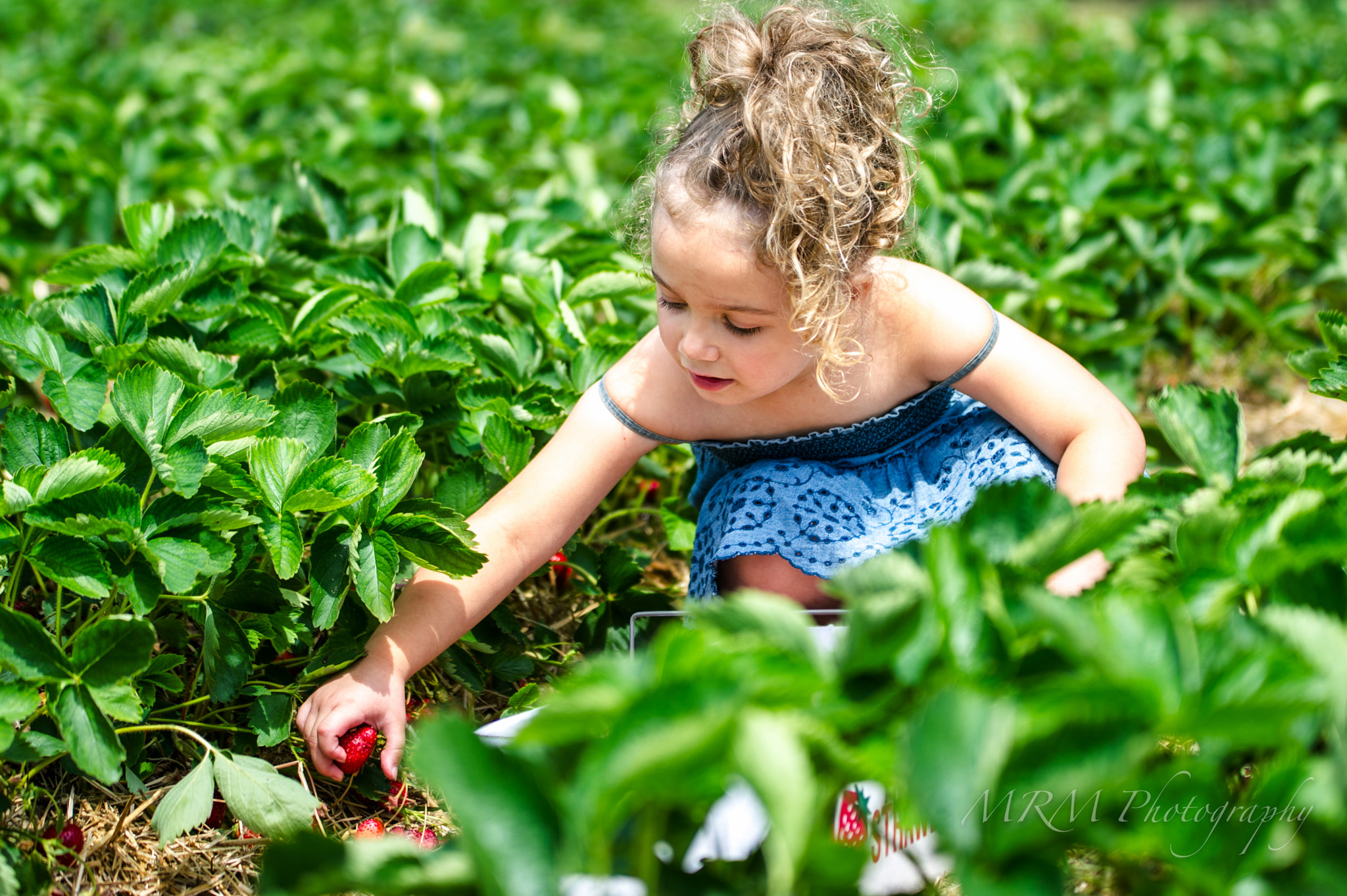 Sigma 70-200mm F2.8 EX DG OS HSM sample photo. Strawberry picking photography