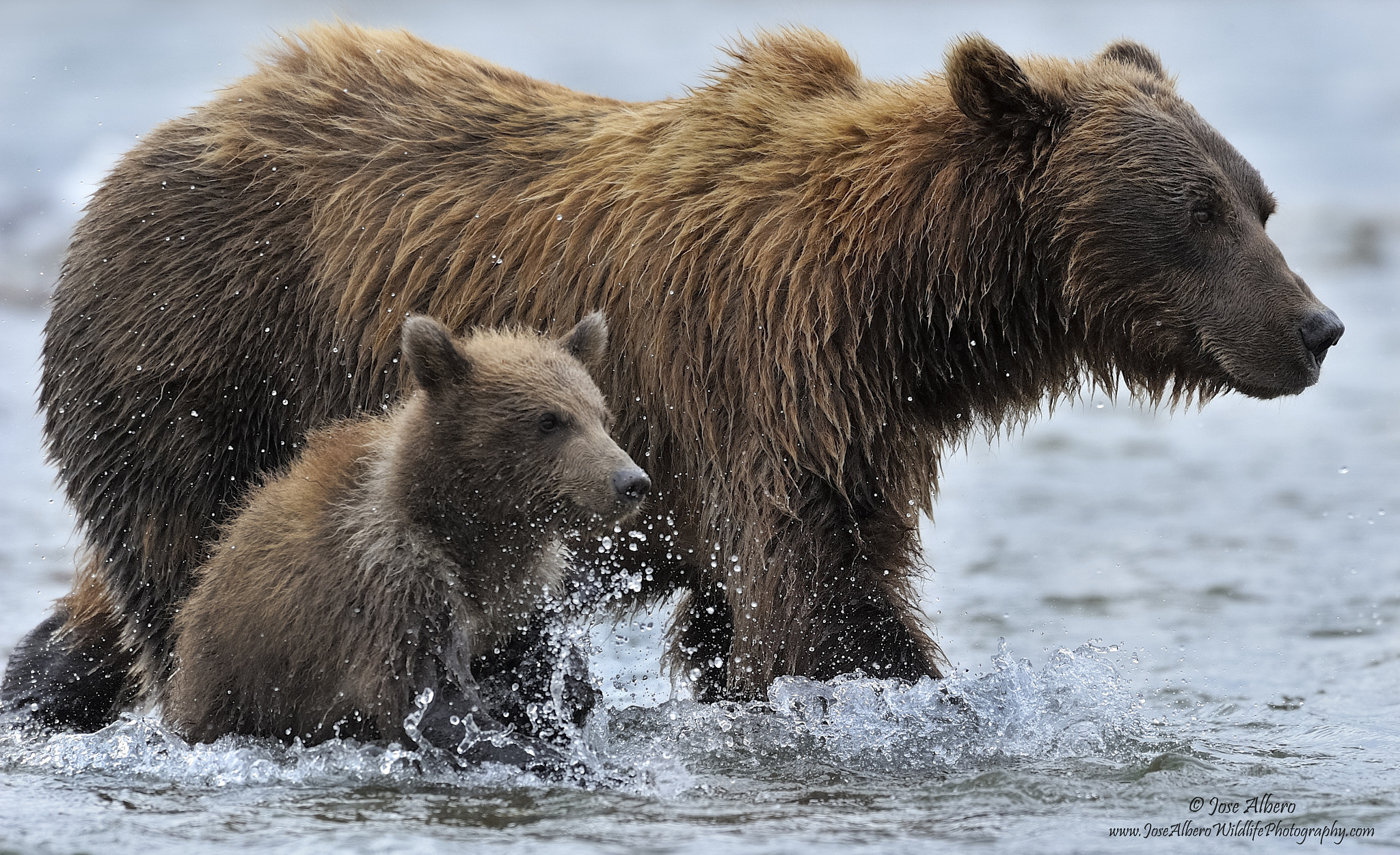 Nikon AF-S Nikkor 500mm F4D ED-IF II sample photo. By your side photography