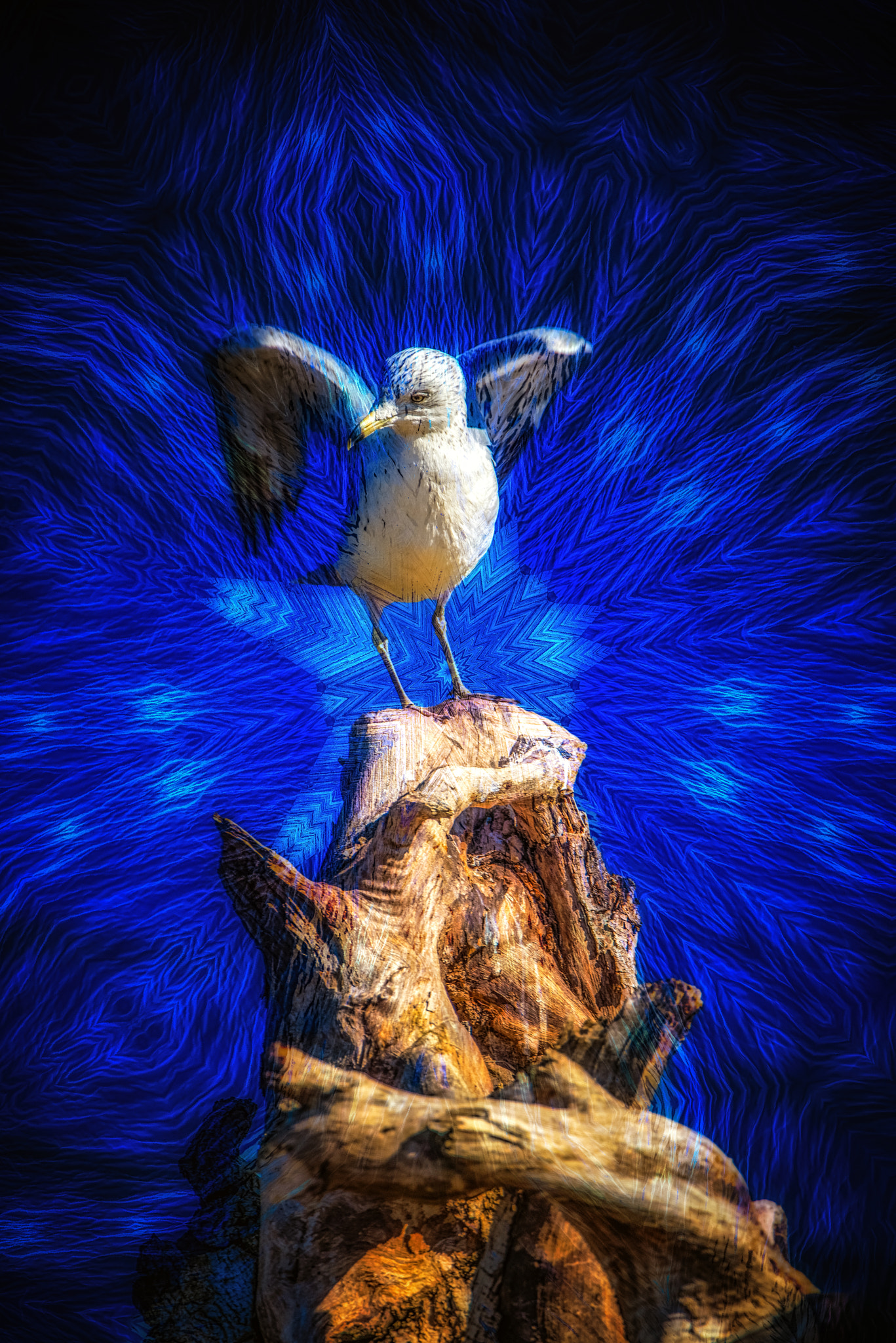 Sony a7R + Tamron SP 150-600mm F5-6.3 Di VC USD sample photo. "electric blue" (rise of the gulls) photography