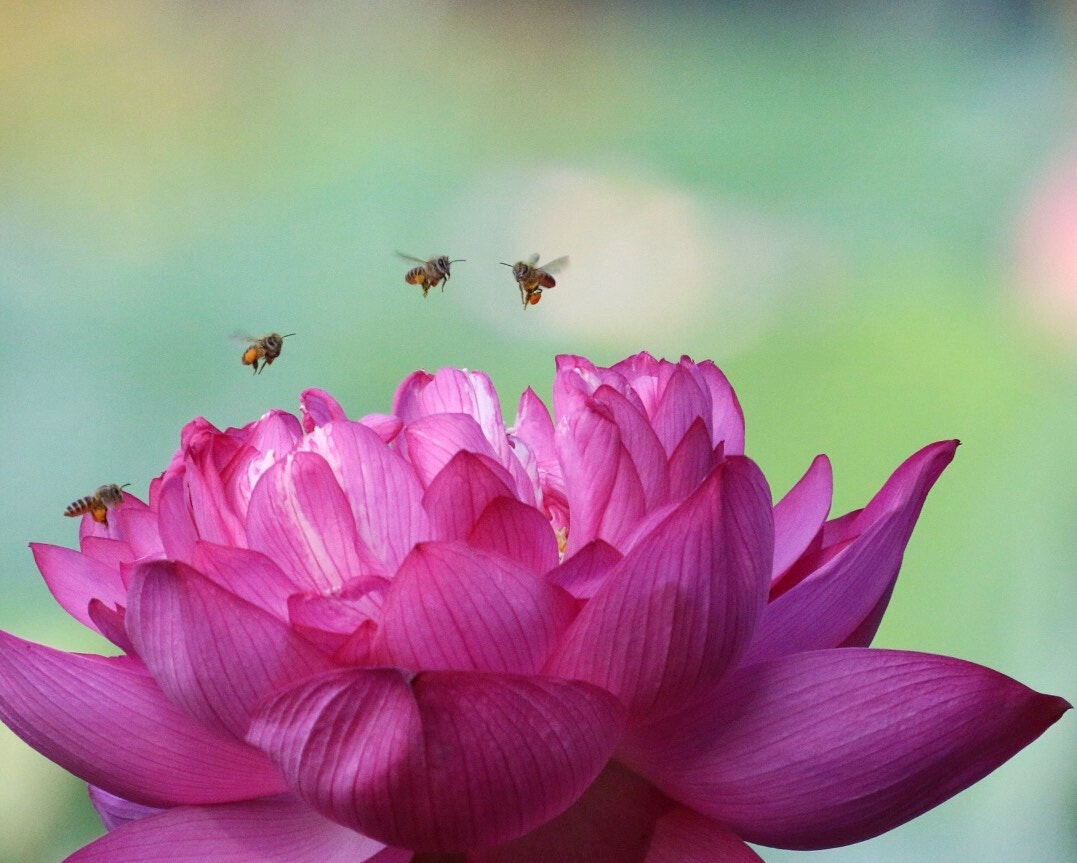Canon EF 70-200mm F4L USM sample photo. 漂亮的荷花盛开 引来一群小蜜蜂采蜜嬉戏！ photography