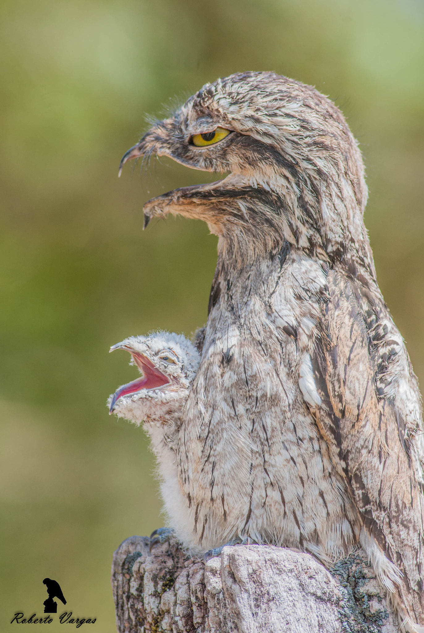 Canon EOS 40D + Canon EF 400mm F5.6L USM sample photo. Nyctibius griseus photography