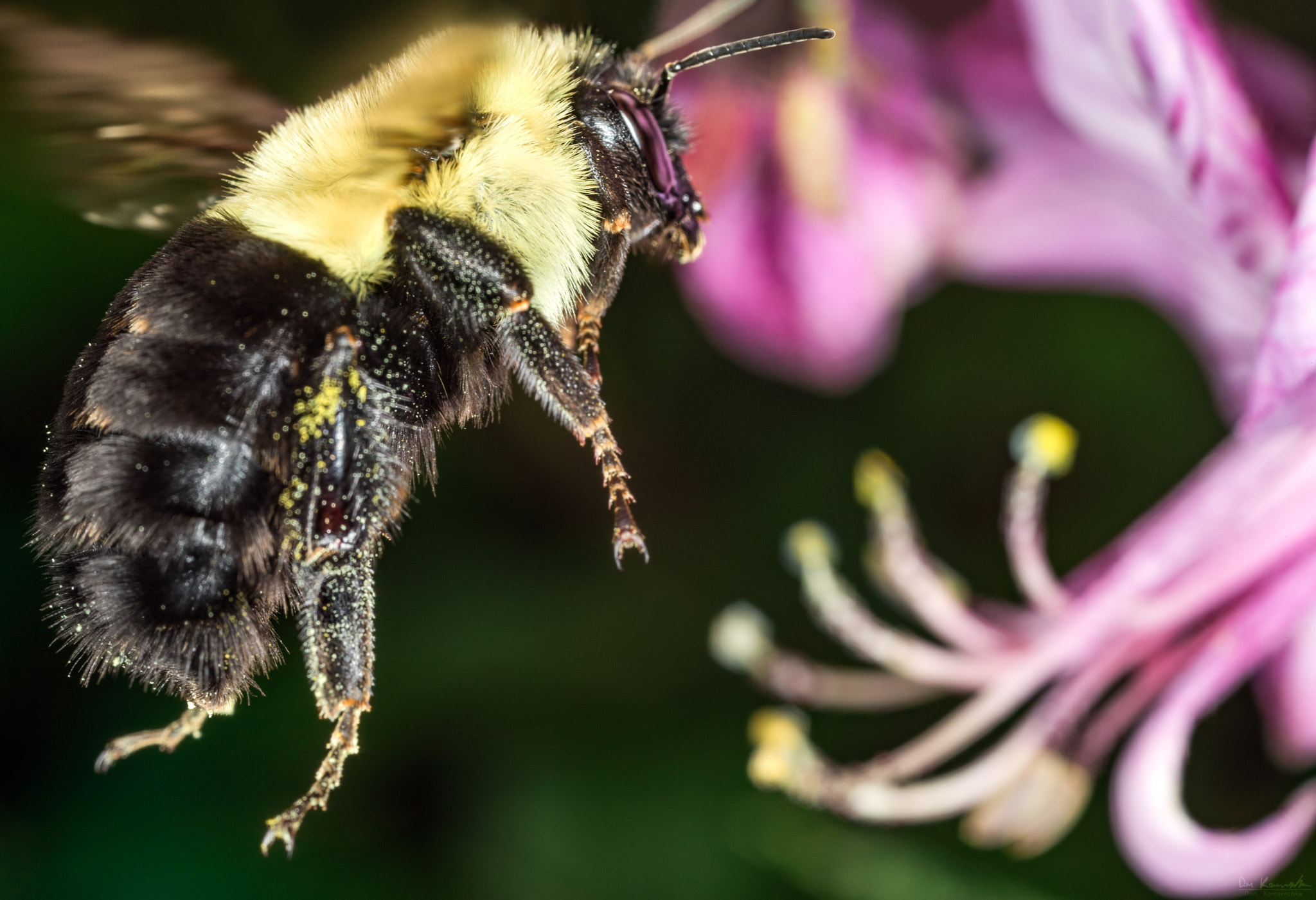 Canon MP-E 65mm F2.5 1-5x Macro Photo sample photo. Bumbling about photography